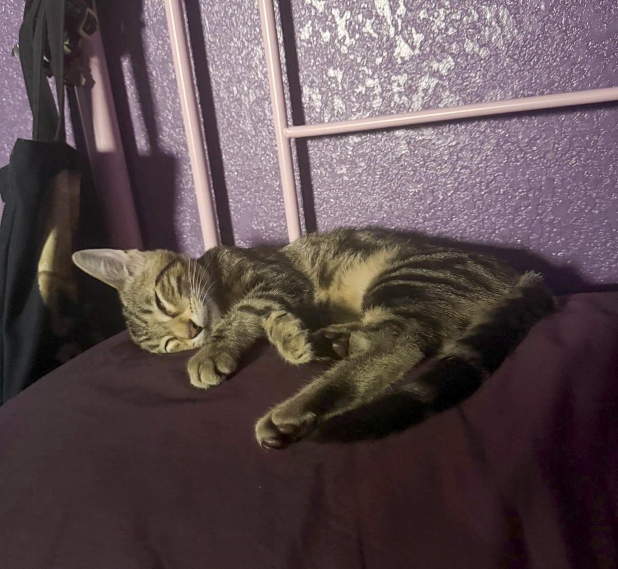 Benji, a Adoptable mixed breed in Vallejo, CA image 3/5