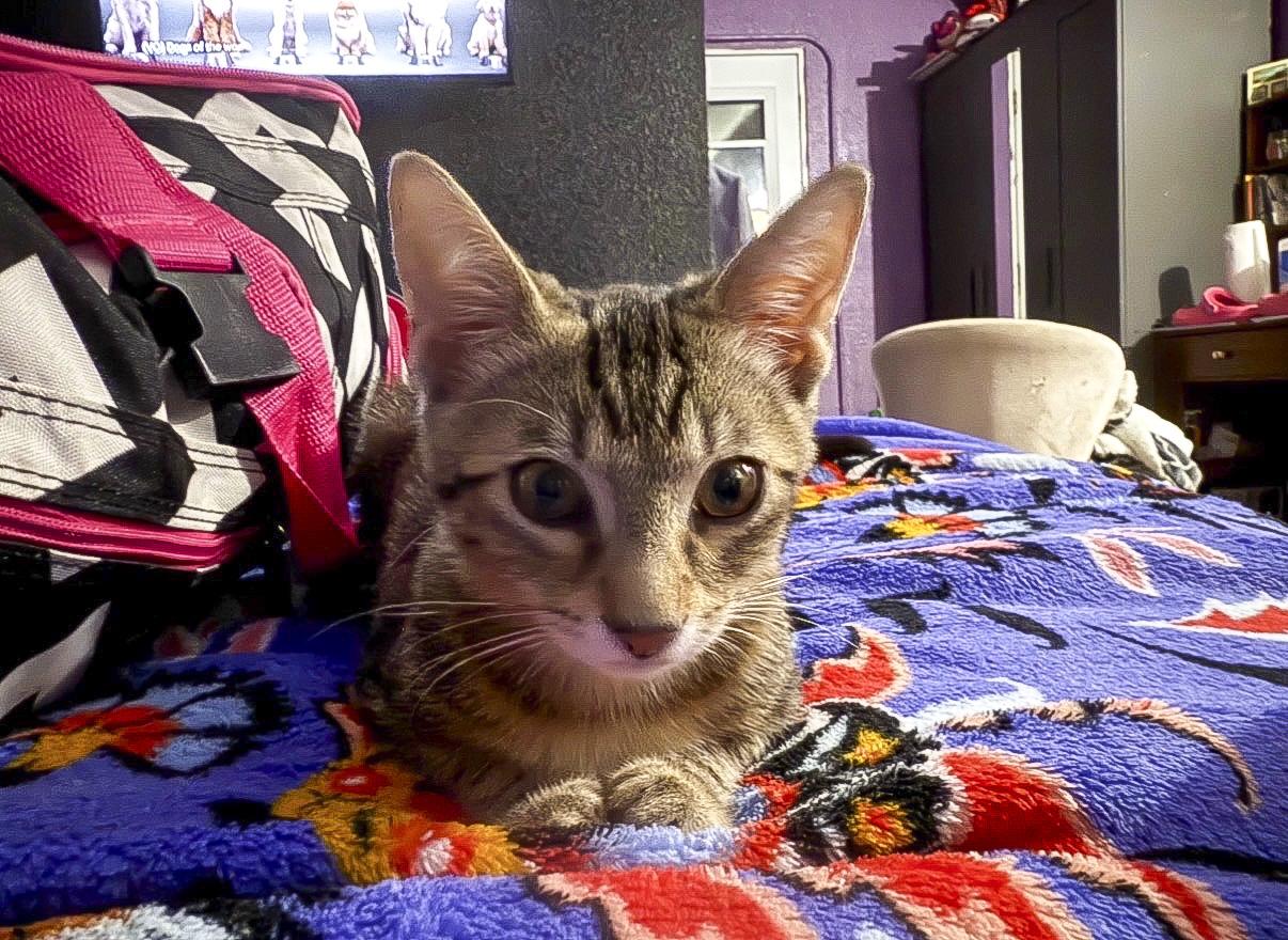 Benji, a Adoptable mixed breed in Vallejo, CA image 4/5