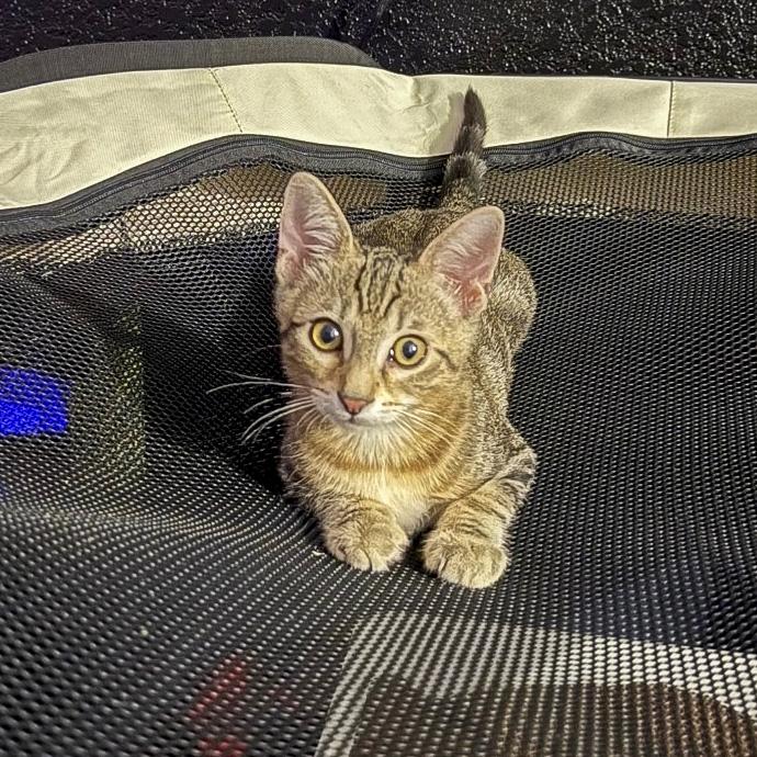 Benji, a Adoptable mixed breed in Vallejo, CA image 5/5