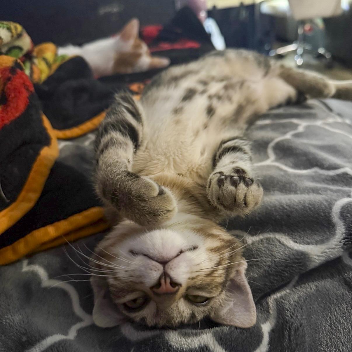 Benji, Adoptable, Kitten Male Tabby & Domestic Short Hair.