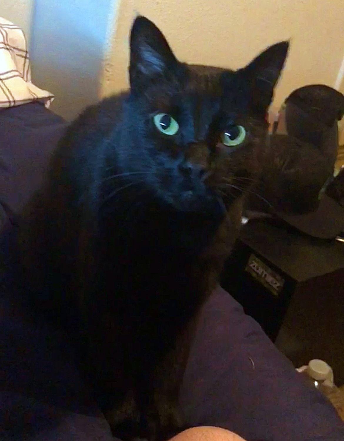 Enlarge AGGY #1803 - Offered by Owner - Senior needs YOU!, a Adopted Domestic Short Hair in Hillsboro, OR image 1/3