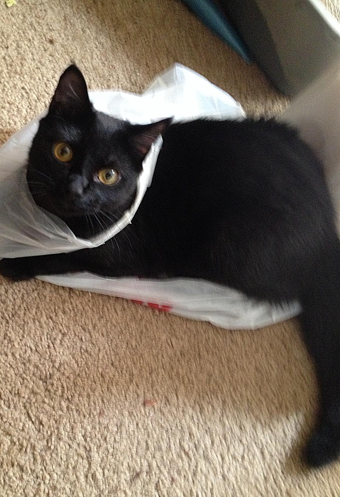 Enlarge AGGY #1803 - Offered by Owner - Senior needs YOU!, a Adopted Domestic Short Hair in Hillsboro, OR image 3/3