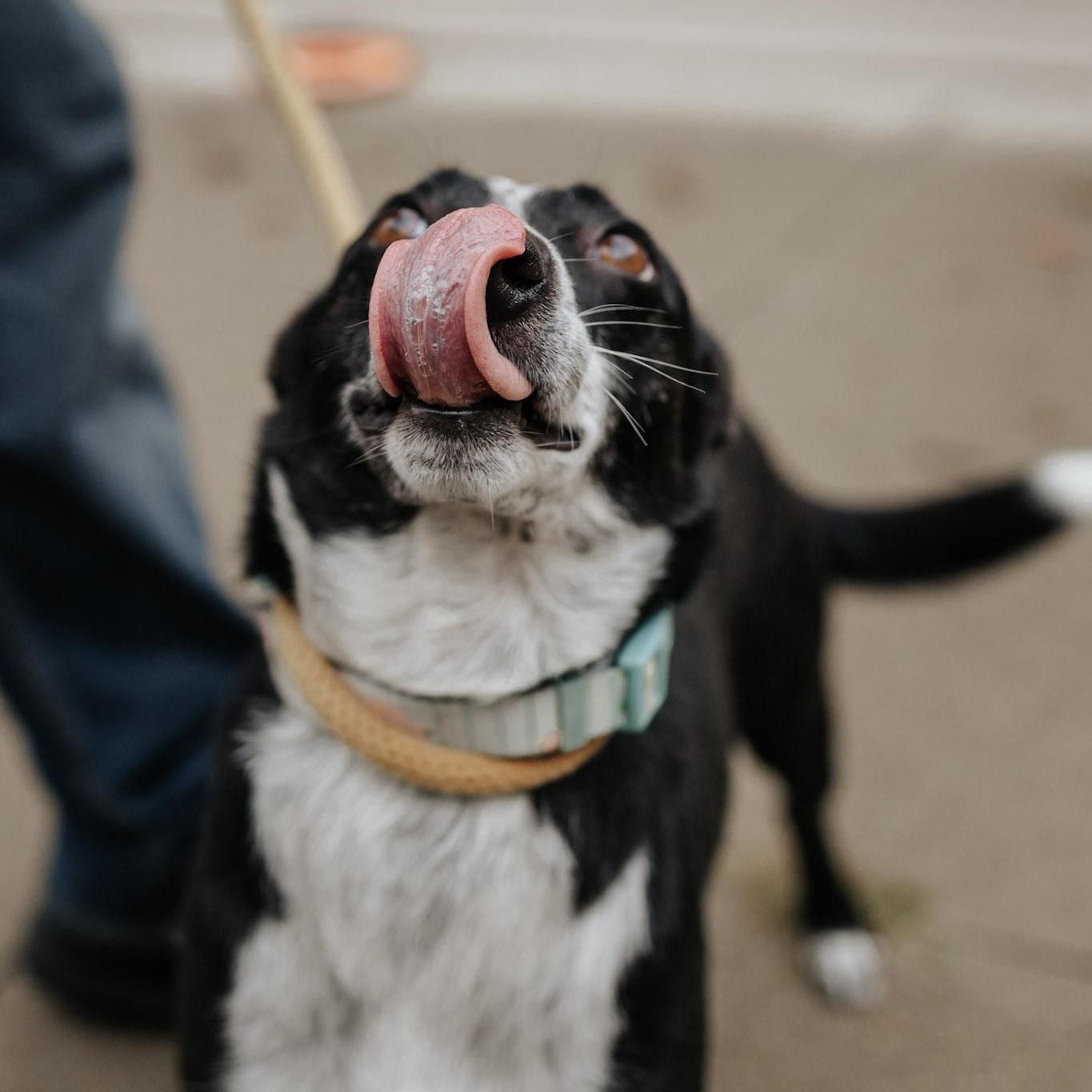Louise, Adoptable, Adult Female Mixed Breed.