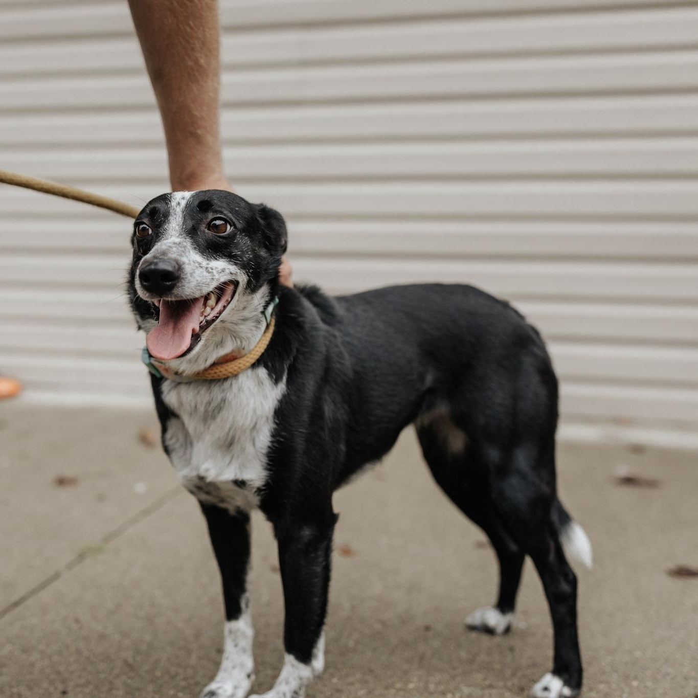 Louise, a Adoptable Mixed Breed in Saint Marys, PA image 2/3