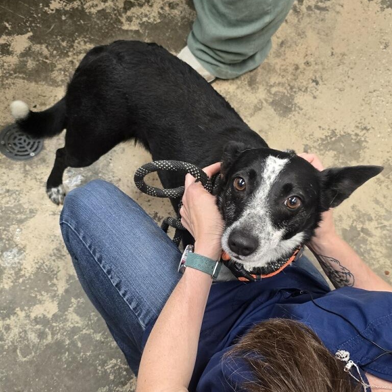 Louise, Adoptable, Adult Female Mixed Breed.