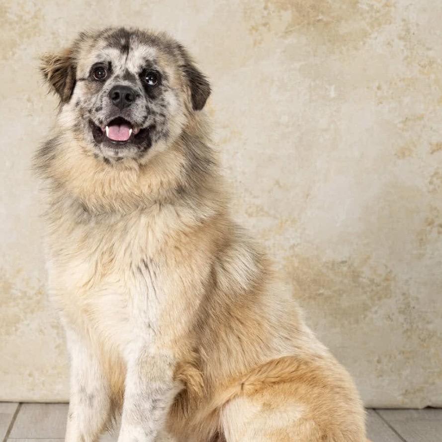 Enlarge Bear, a Adoptable mixed breed in Newport, TN image 4/6