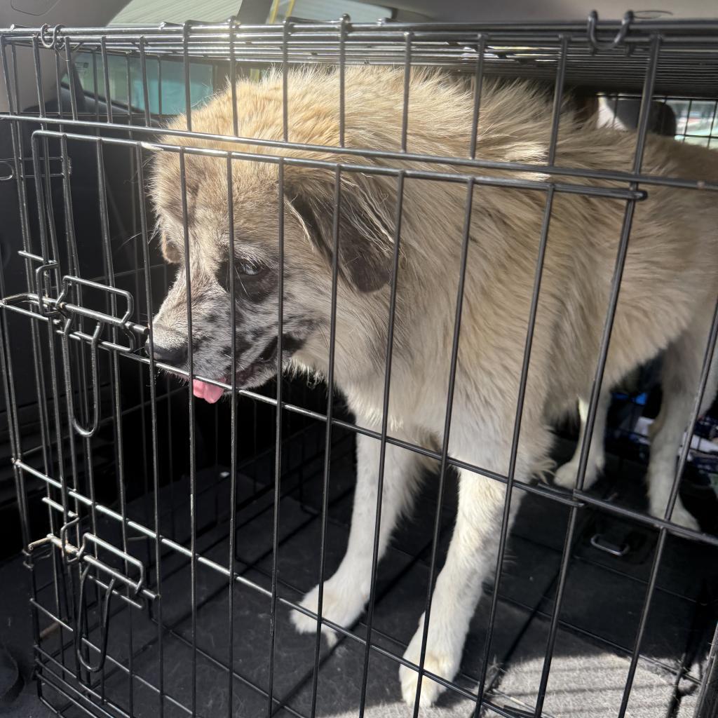 Enlarge Bear, a Adoptable mixed breed in Newport, TN image 6/6
