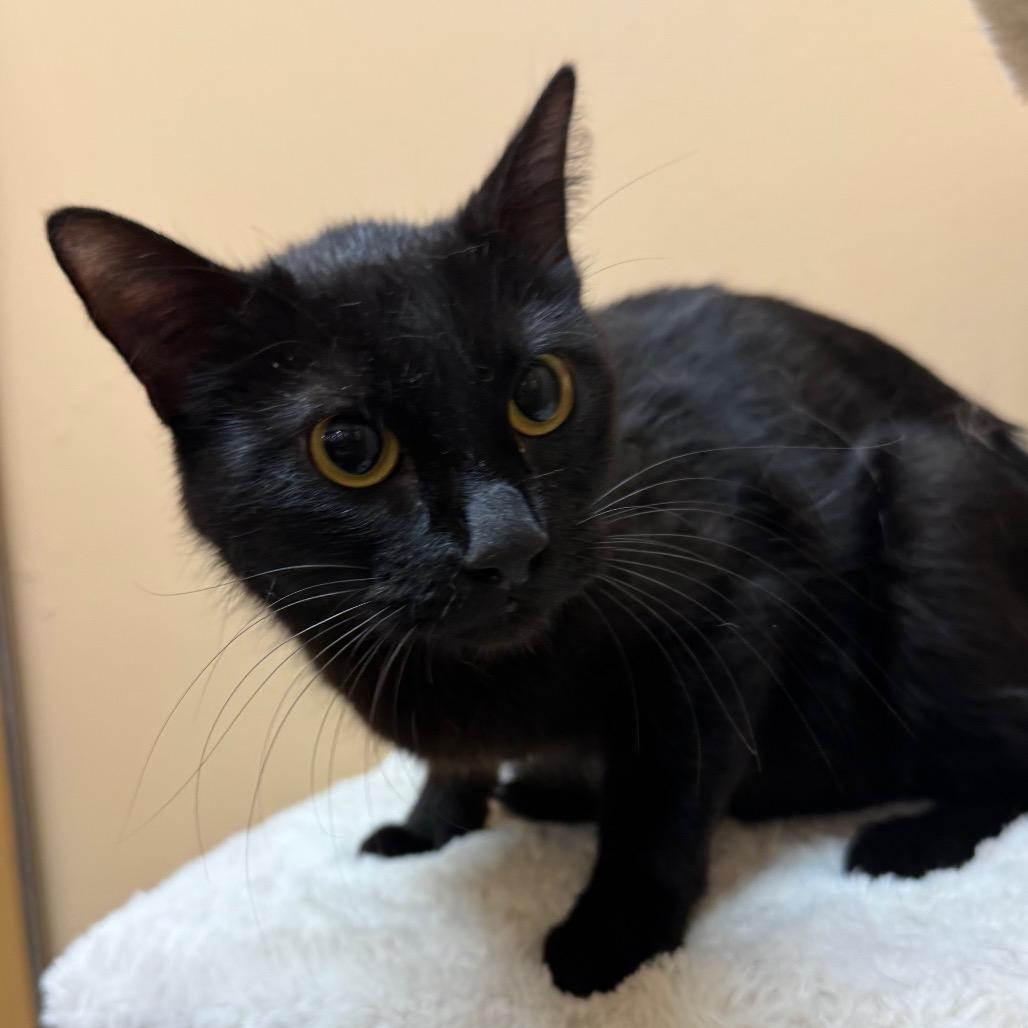 Enlarge FWT Momma (Suki), a Adoptable Domestic Short Hair in Midland, TX image 1/1