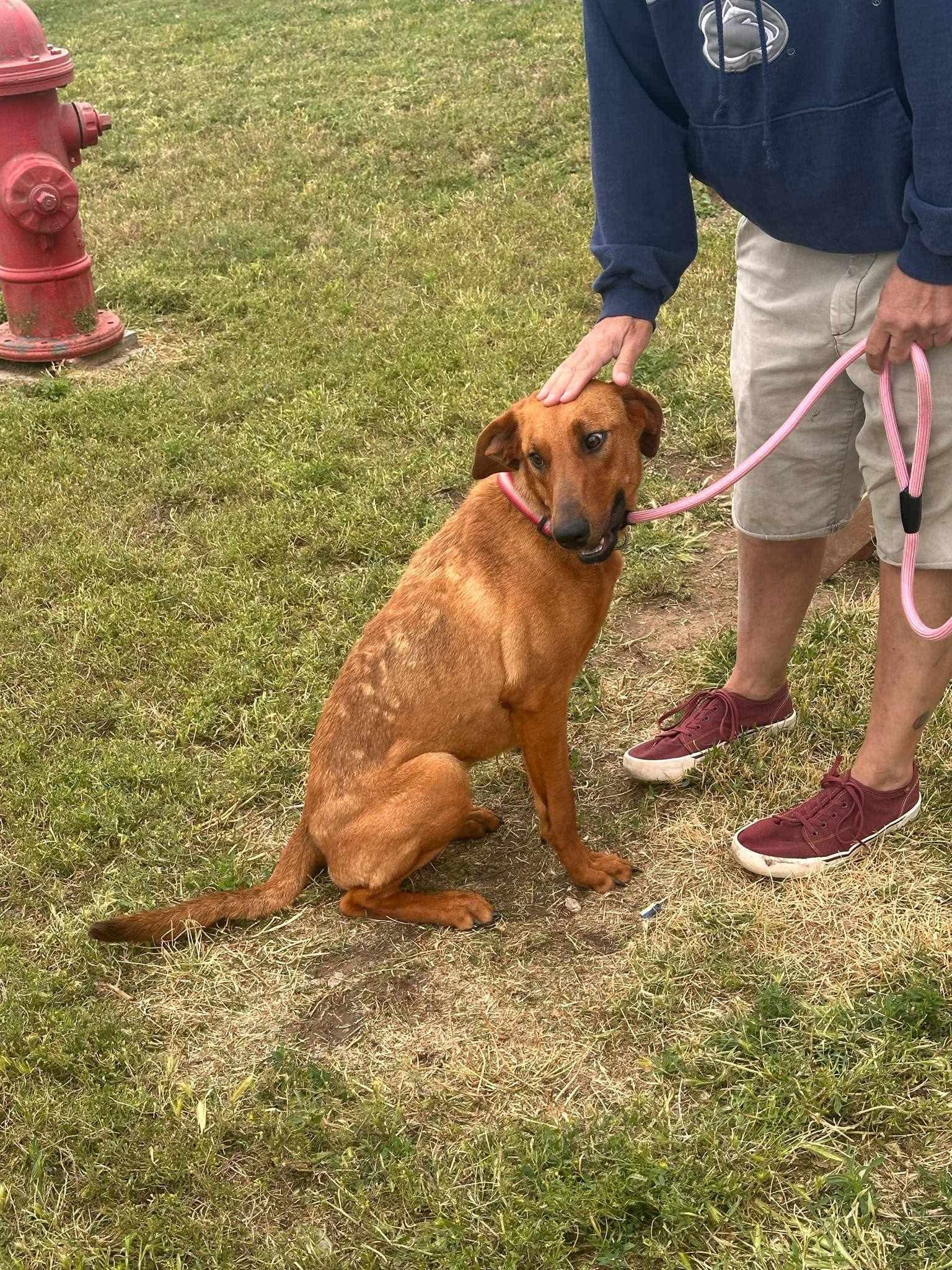 Rosie, an adoptable Bloodhound, Labrador Retriever in Glenolden, PA, 19036 | Photo Image 3