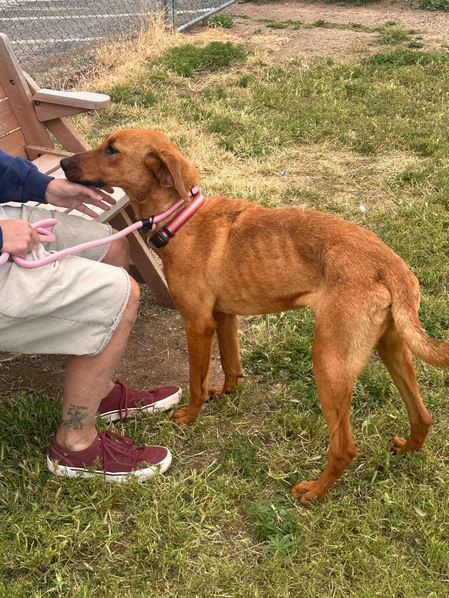 Rosie, an adoptable Bloodhound, Labrador Retriever in Glenolden, PA, 19036 | Photo Image 6