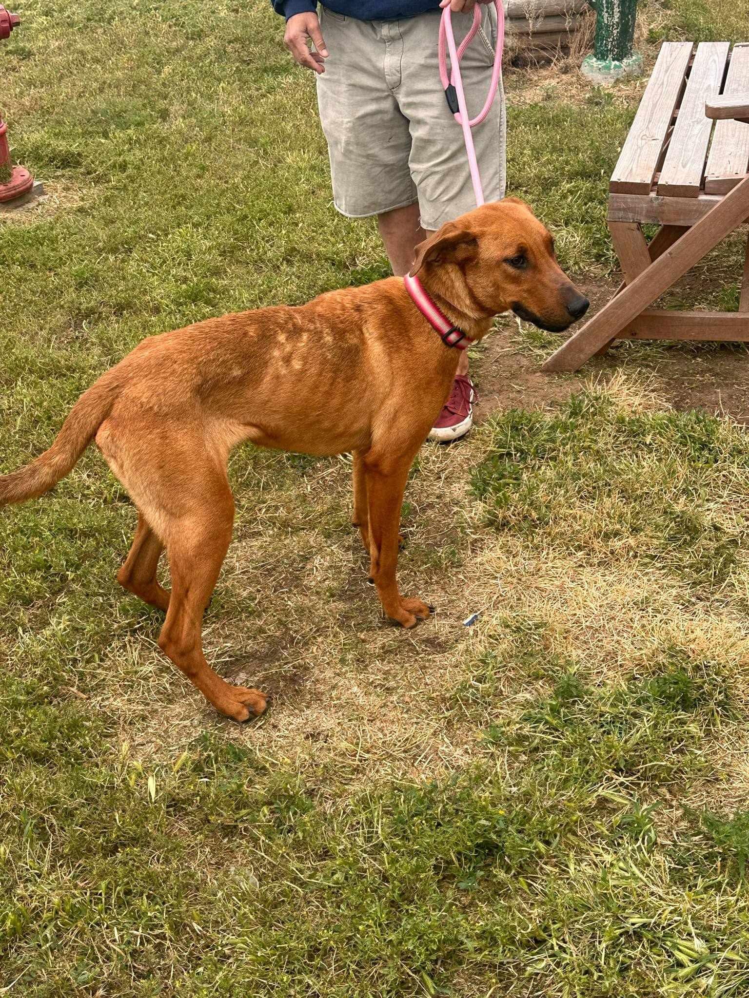 Rosie, an adoptable Bloodhound, Labrador Retriever in Glenolden, PA, 19036 | Photo Image 4
