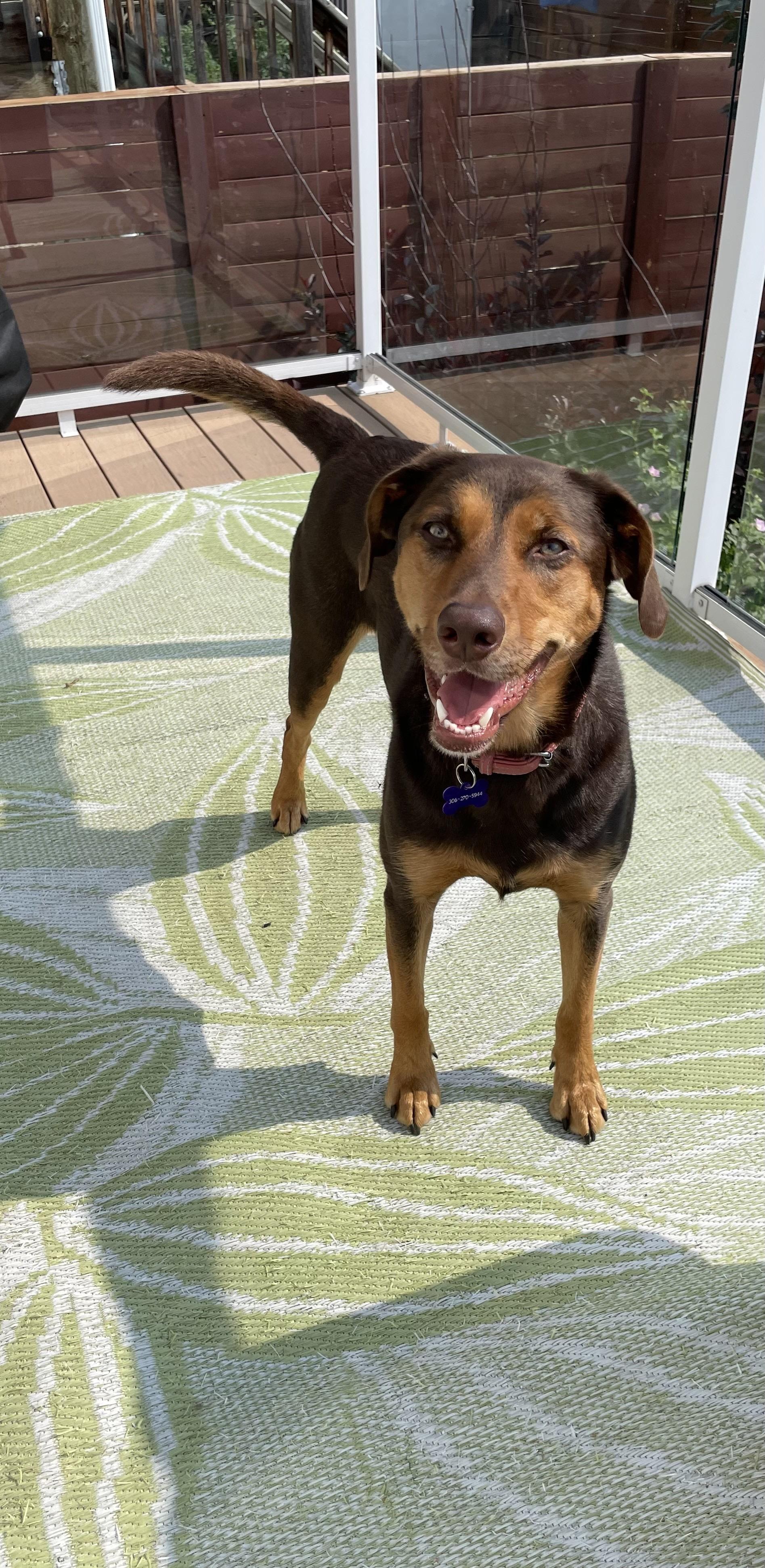 Chloe, adopted, Young Female Mixed Breed.