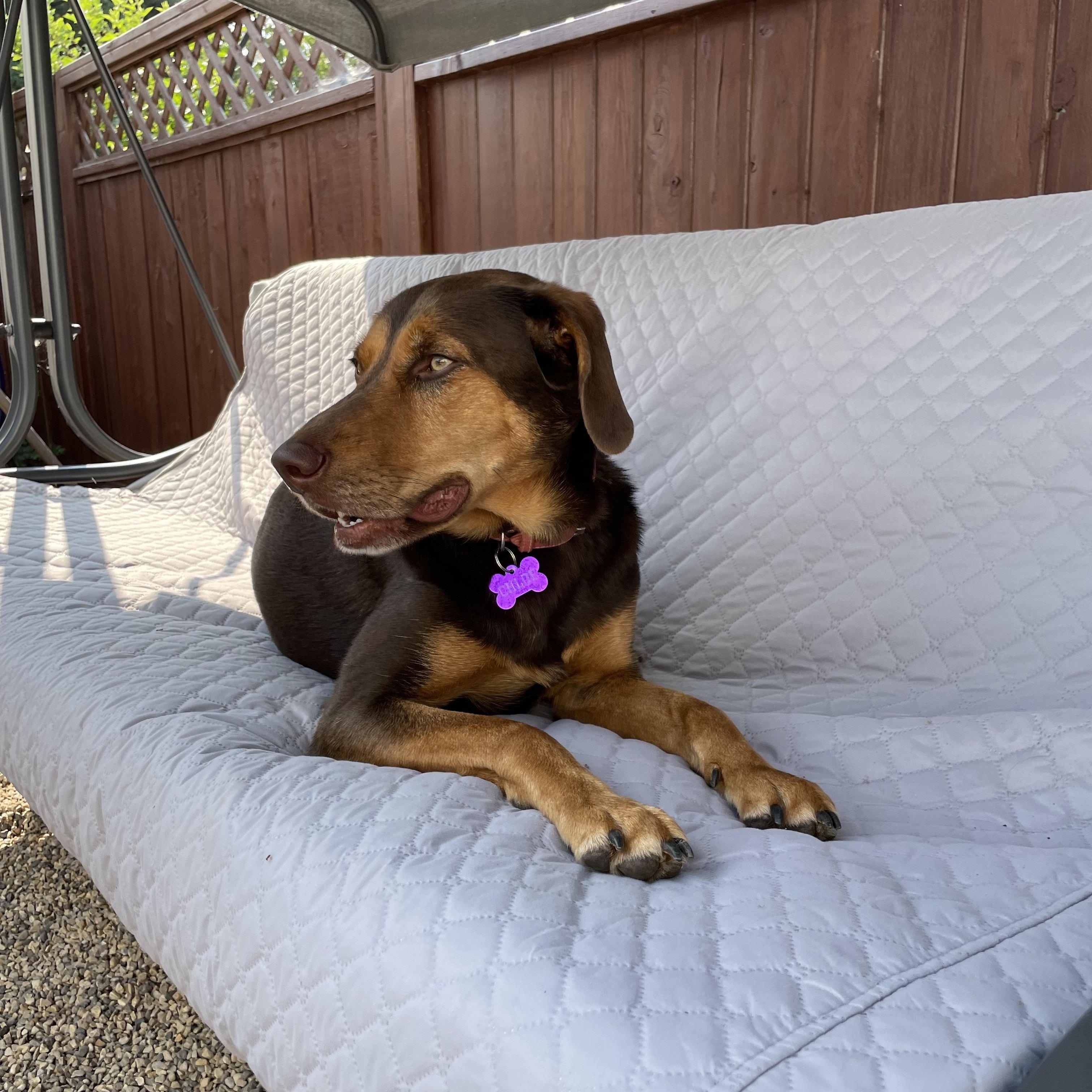 Chloe, an adopted mixed breed in Saskatoon, SK image 6/6