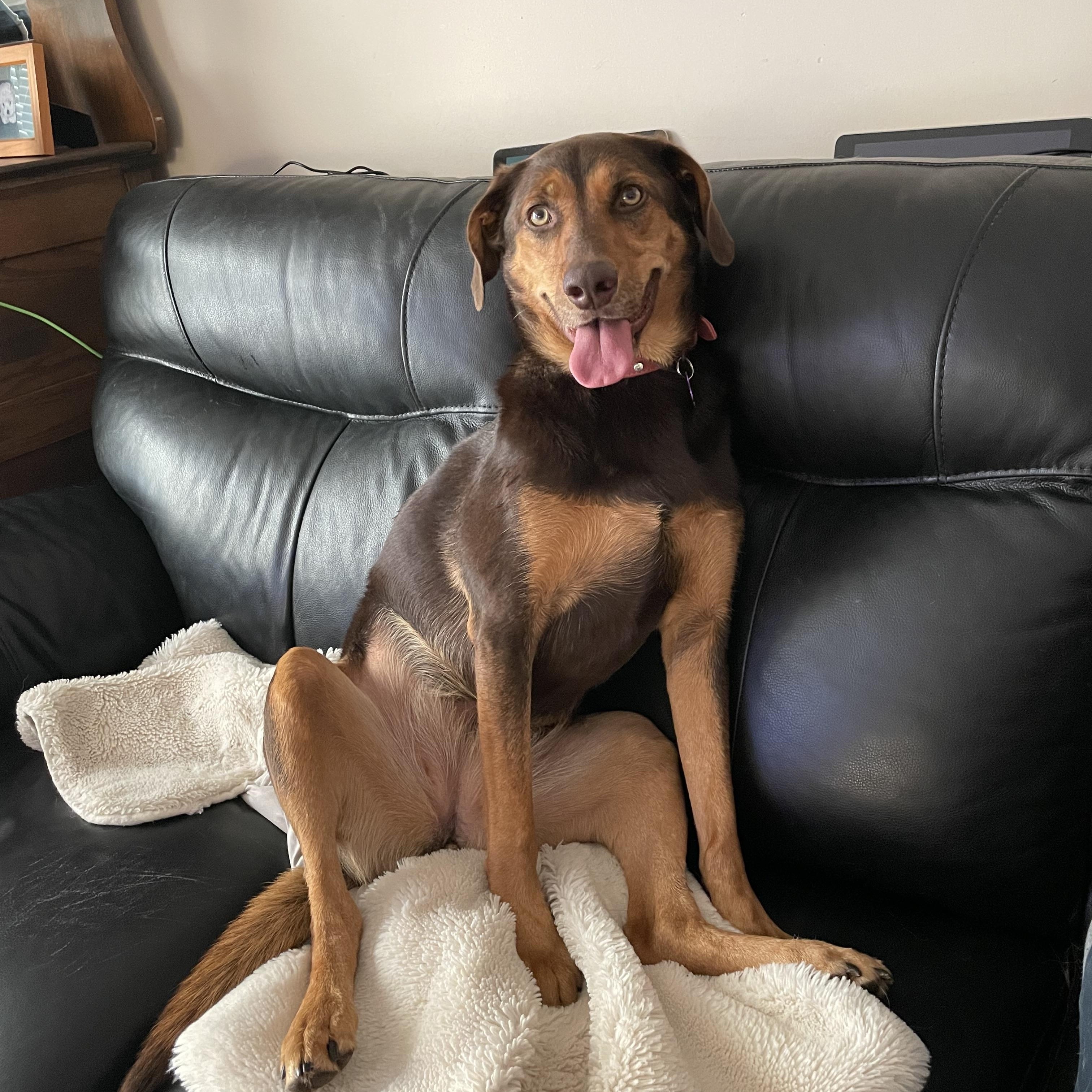 Chloe, an adopted mixed breed in Saskatoon, SK image 2/6