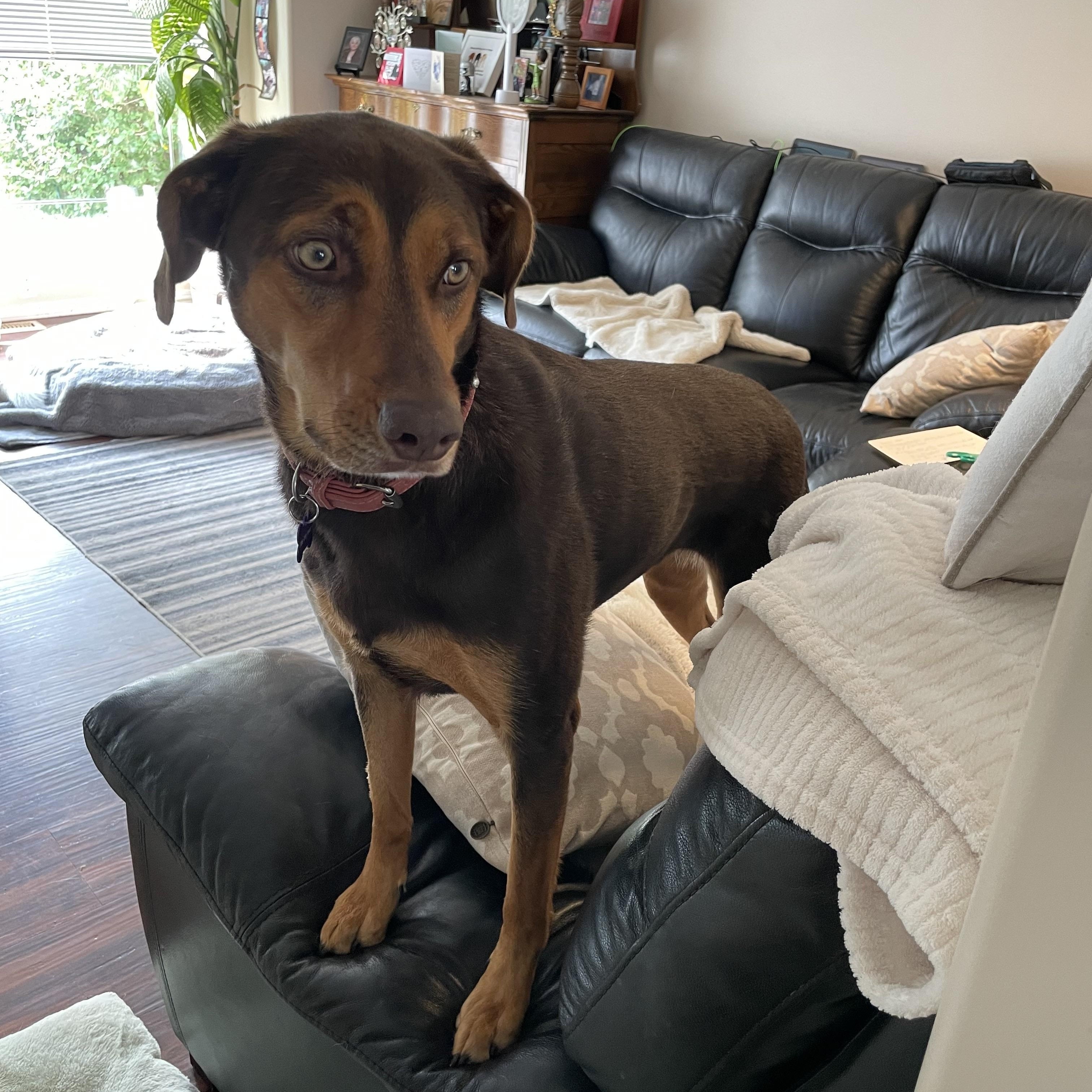 Chloe, an adopted mixed breed in Saskatoon, SK image 5/6