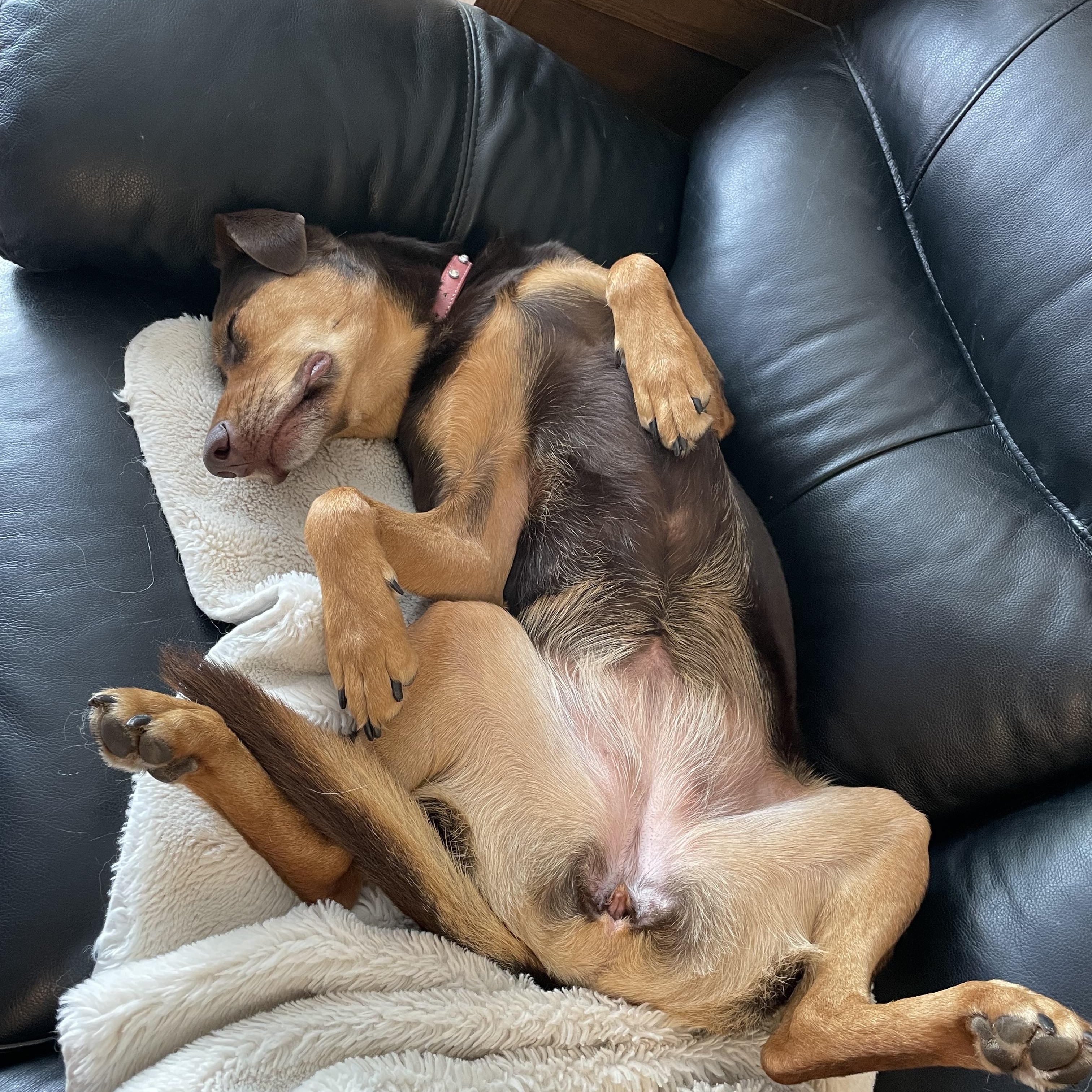 Chloe, an adopted mixed breed in Saskatoon, SK image 4/6