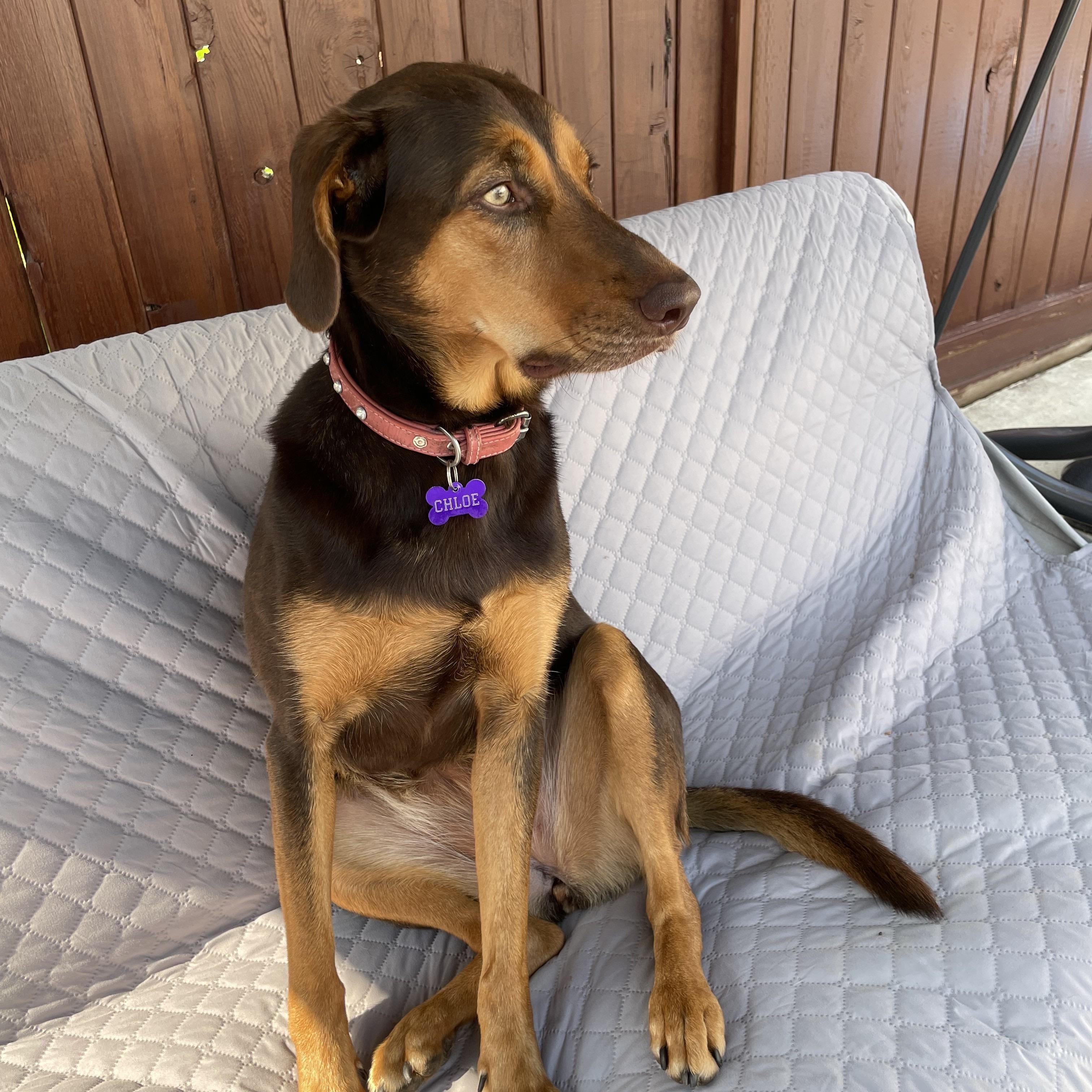 Chloe, an adopted mixed breed in Saskatoon, SK image 3/6