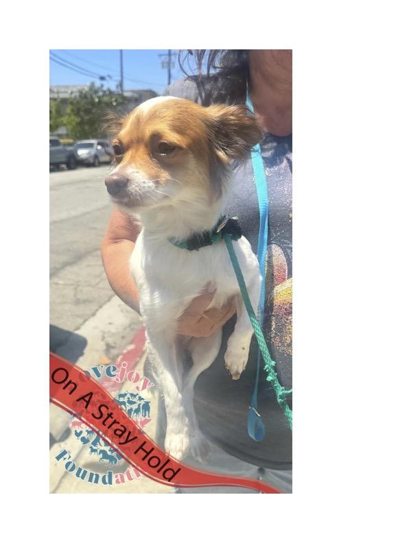 STRAY HOLD UNTIL 08062025 A photo with a stray hold banner is public and posted in a desire to reu