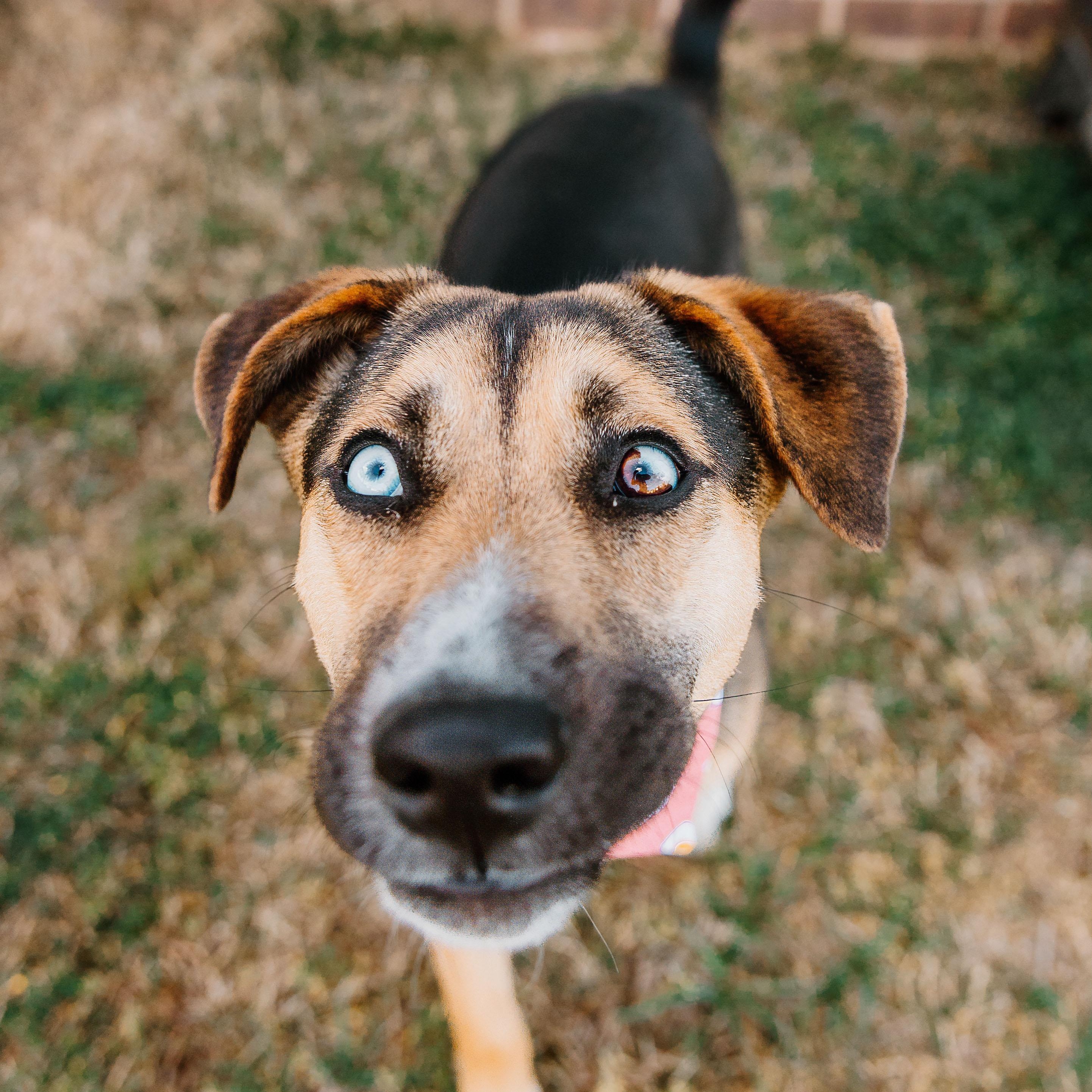 Enlarge Koko, a ADOPTABLE mixed breed in Rock Hill, SC image 5/6