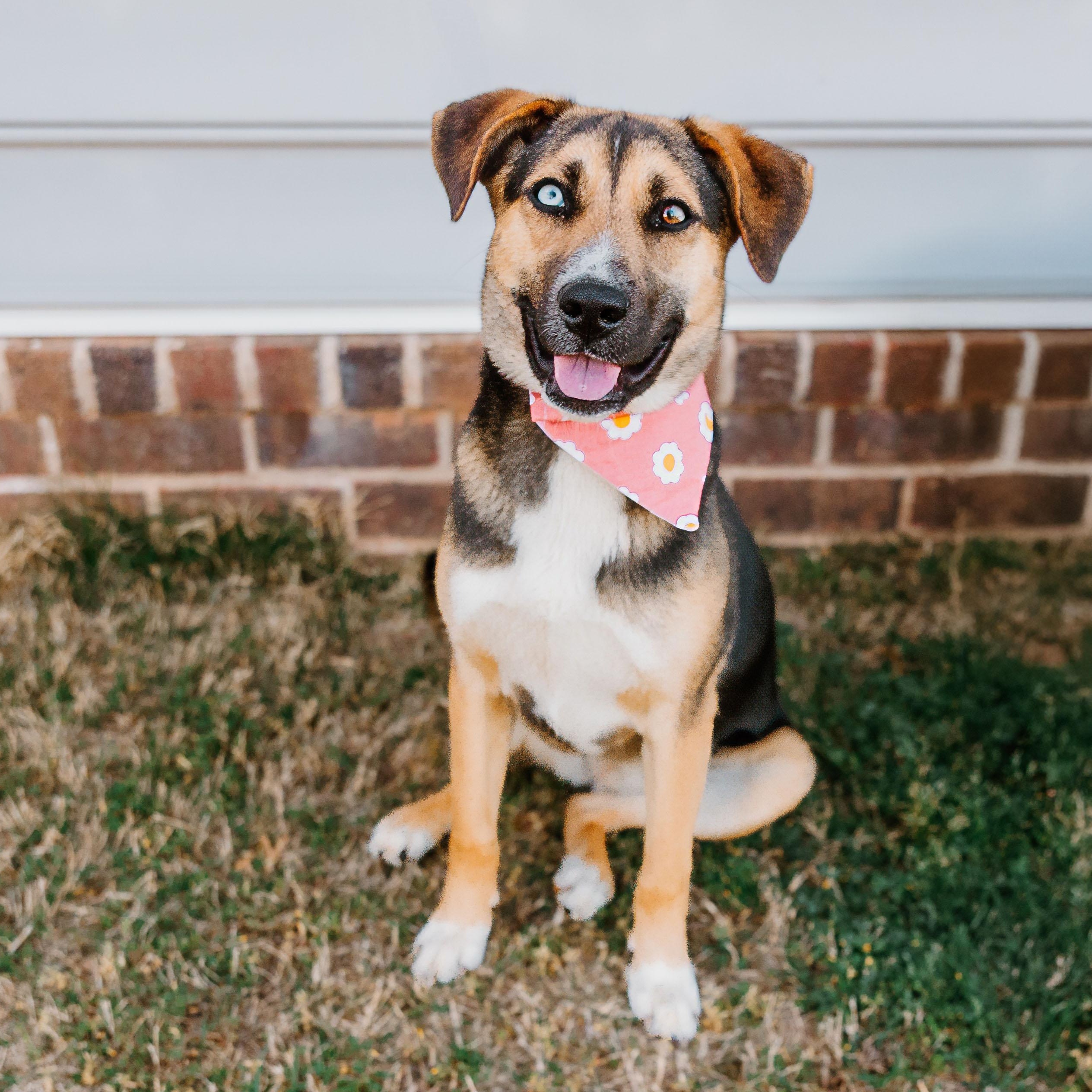 Koko, ADOPTABLE, Puppy Female Husky & Beagle.