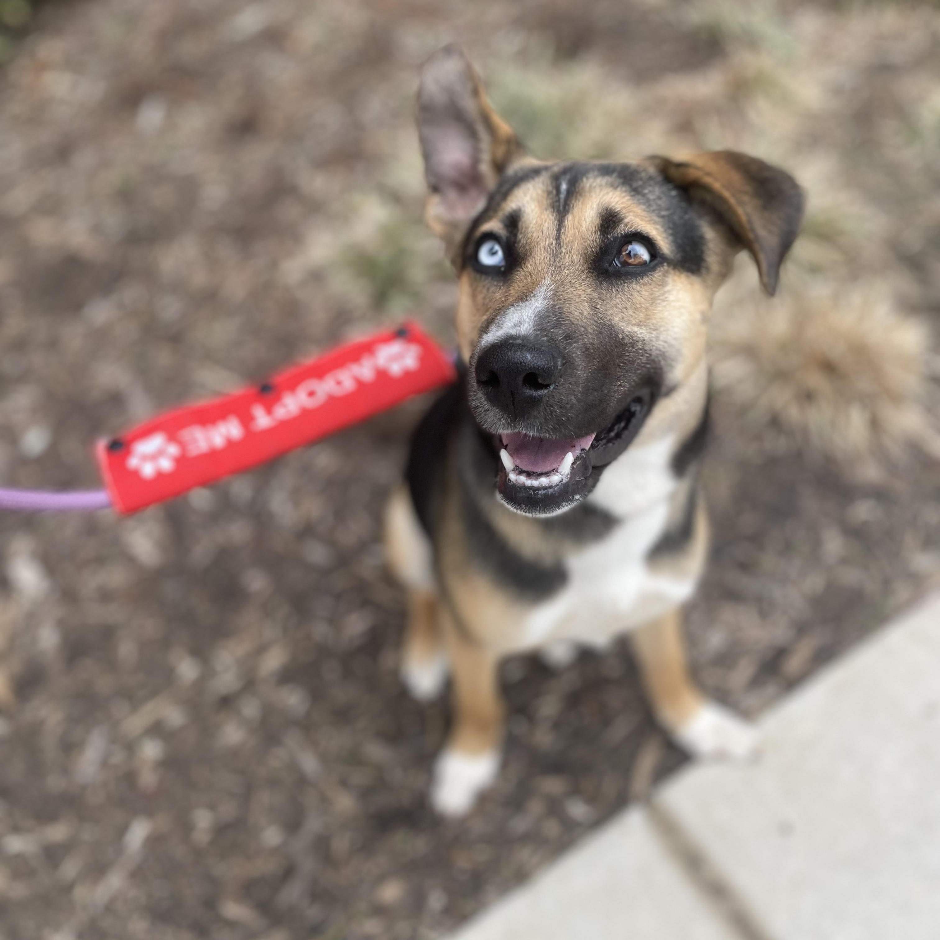 Enlarge Koko, a ADOPTABLE mixed breed in Rock Hill, SC image 3/6