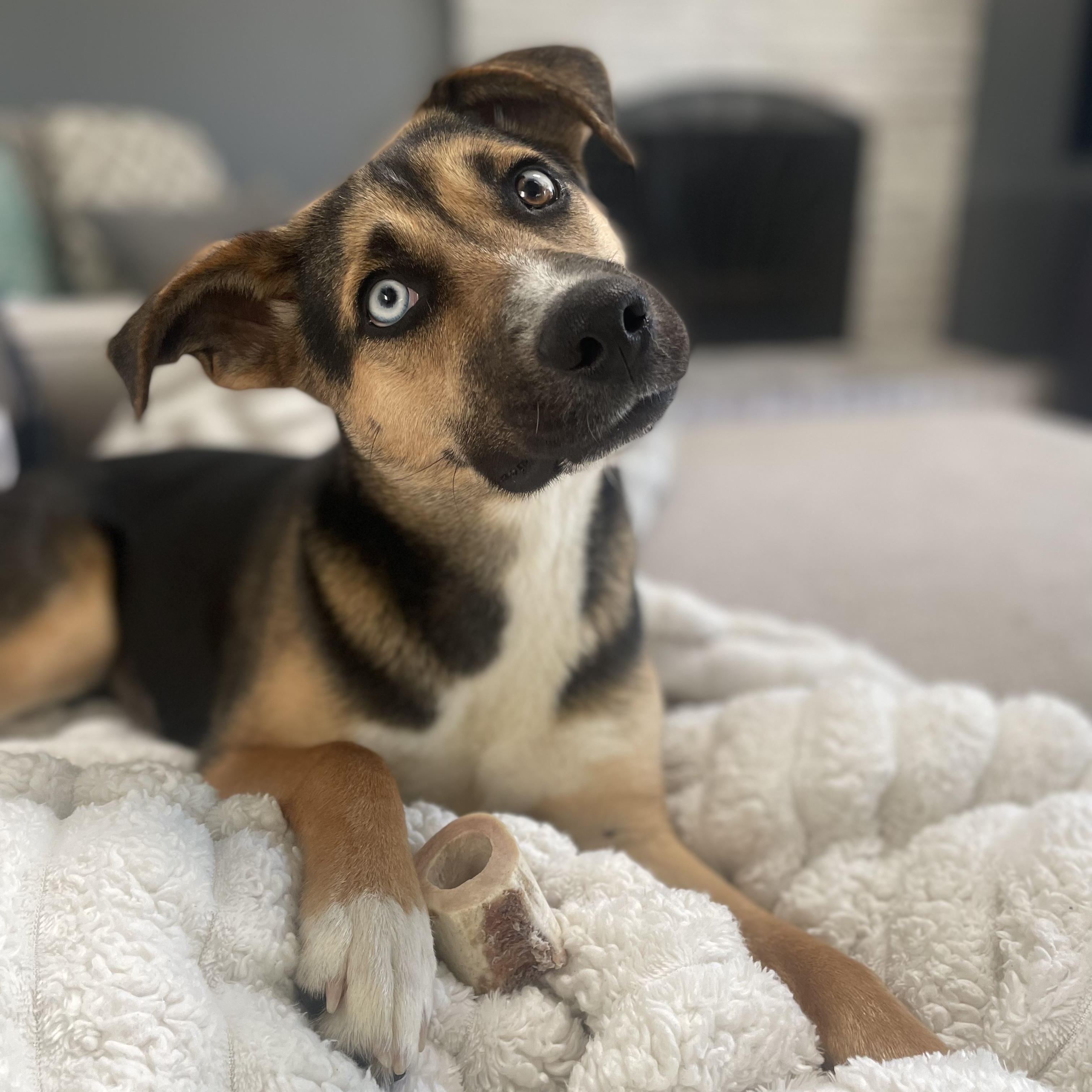 Koko, ADOPTABLE, Puppy Female Husky & Beagle.