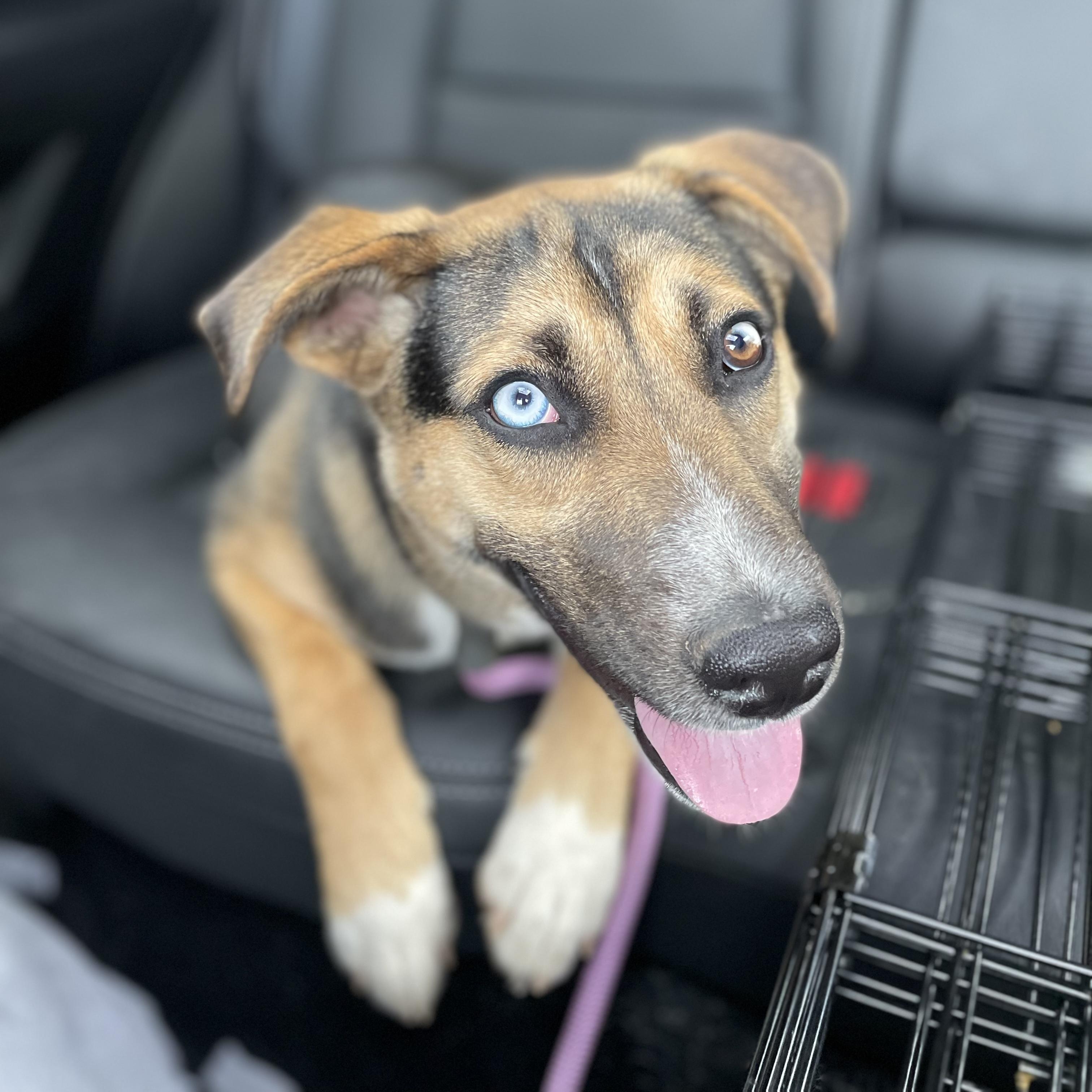 Enlarge Koko, a ADOPTABLE mixed breed in Rock Hill, SC image 4/6