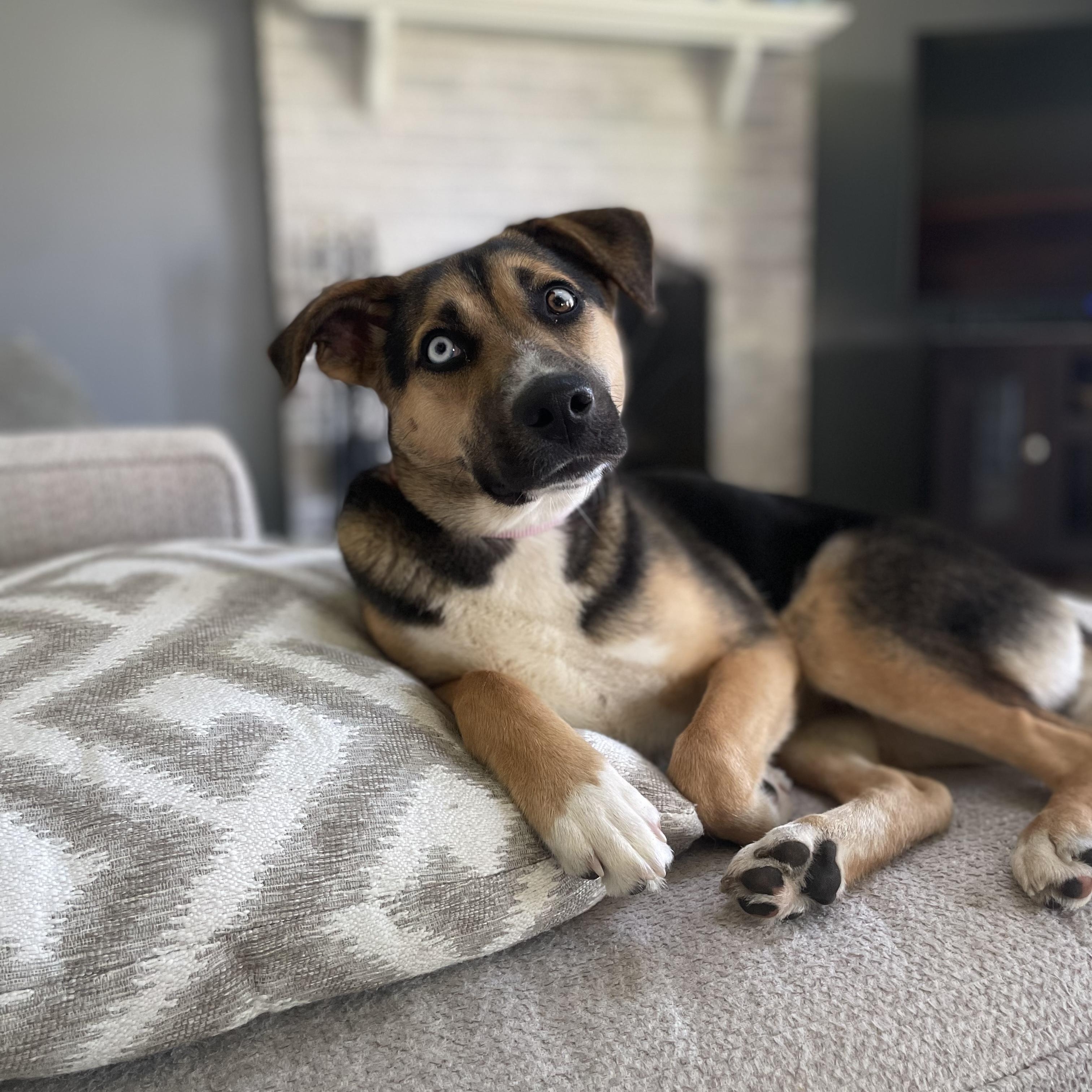 Enlarge Koko, a ADOPTABLE mixed breed in Rock Hill, SC image 2/6