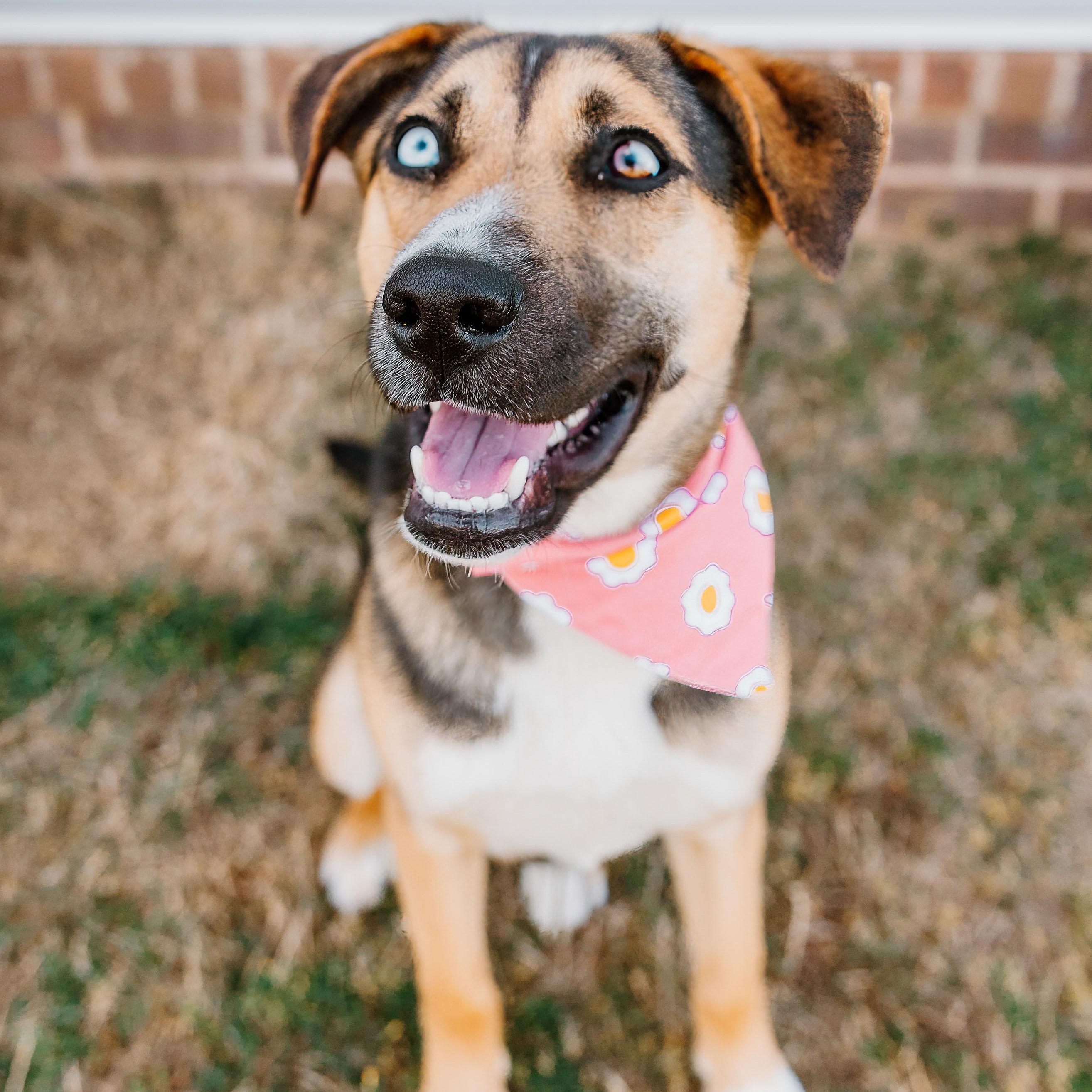 Enlarge Koko, a ADOPTABLE mixed breed in Rock Hill, SC image 6/6