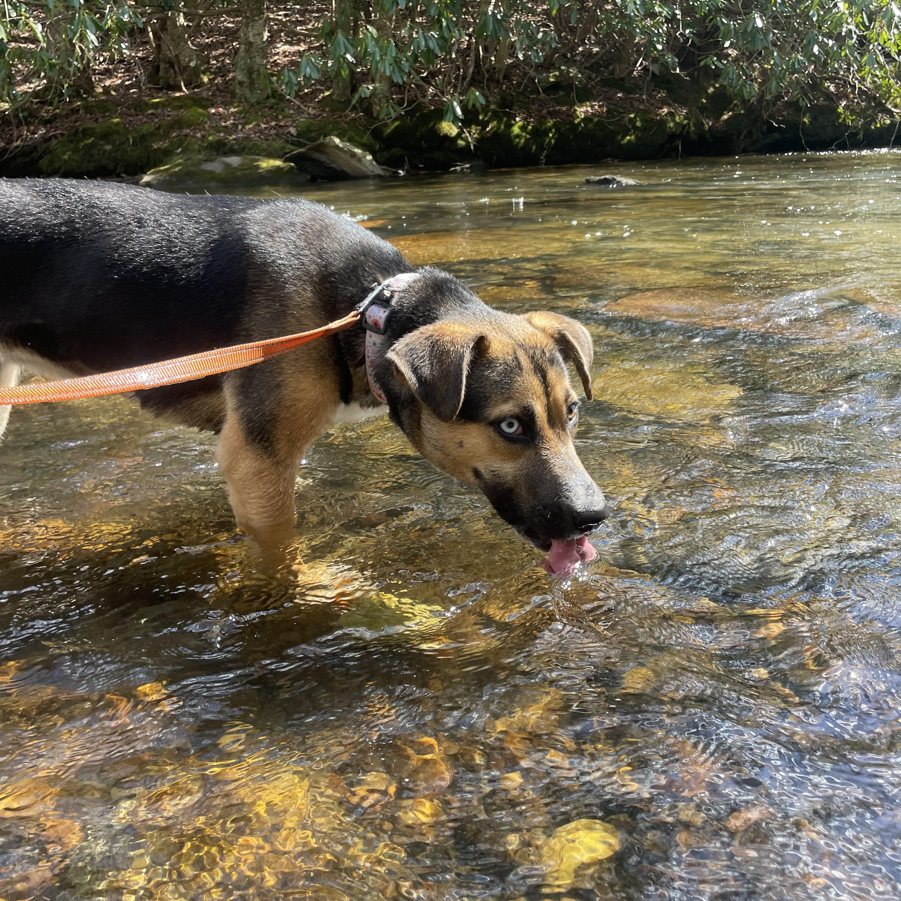 Enlarge Koko, a ADOPTABLE mixed breed in Rock Hill, SC image 6/6