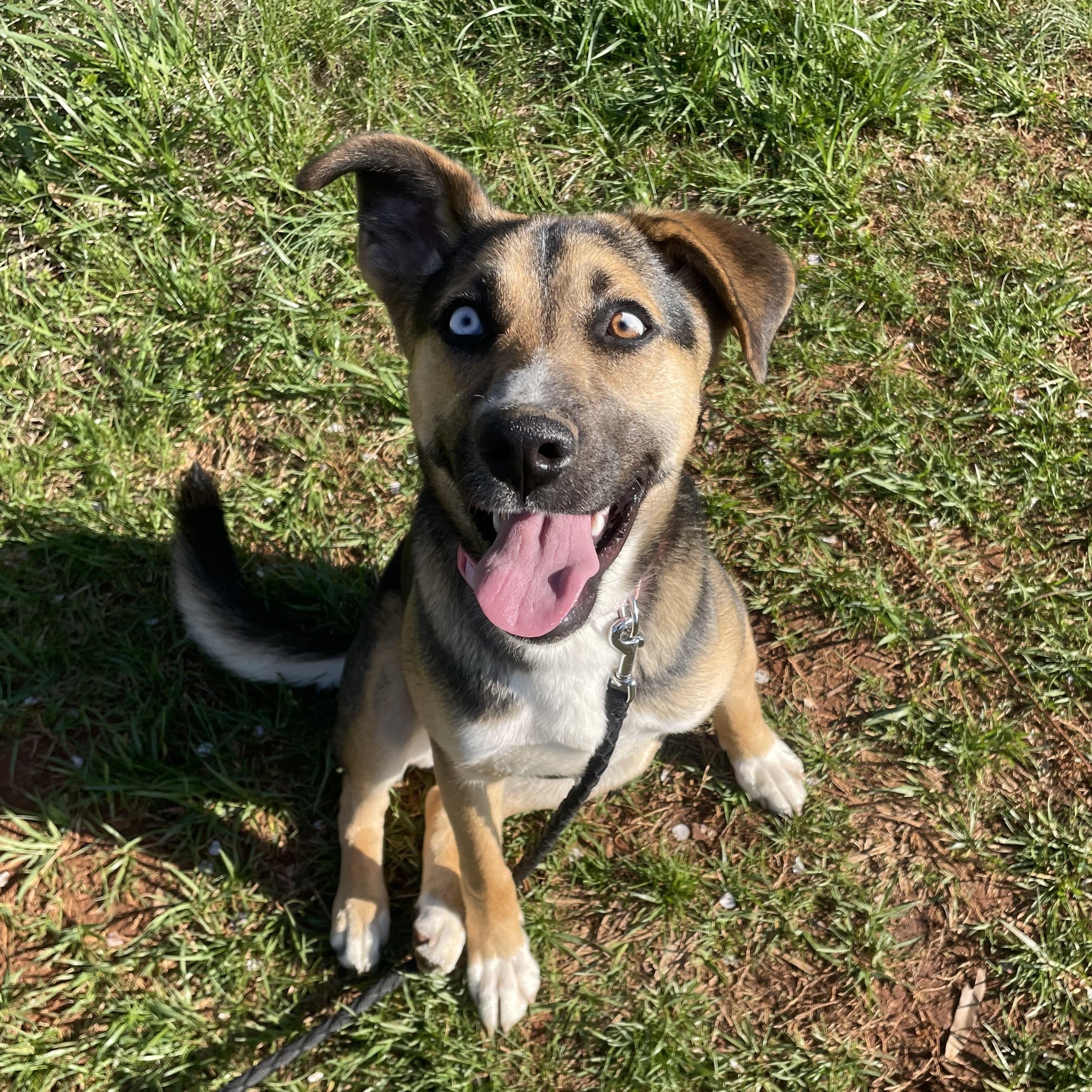 Enlarge Koko, a ADOPTABLE mixed breed in Rock Hill, SC image 5/6