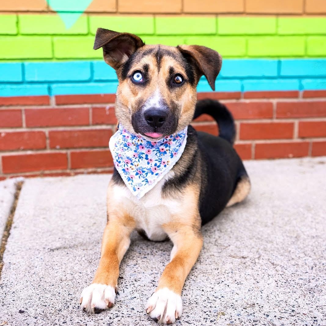 Koko, a ADOPTABLE mixed breed in Charlotte, NC image 3/6