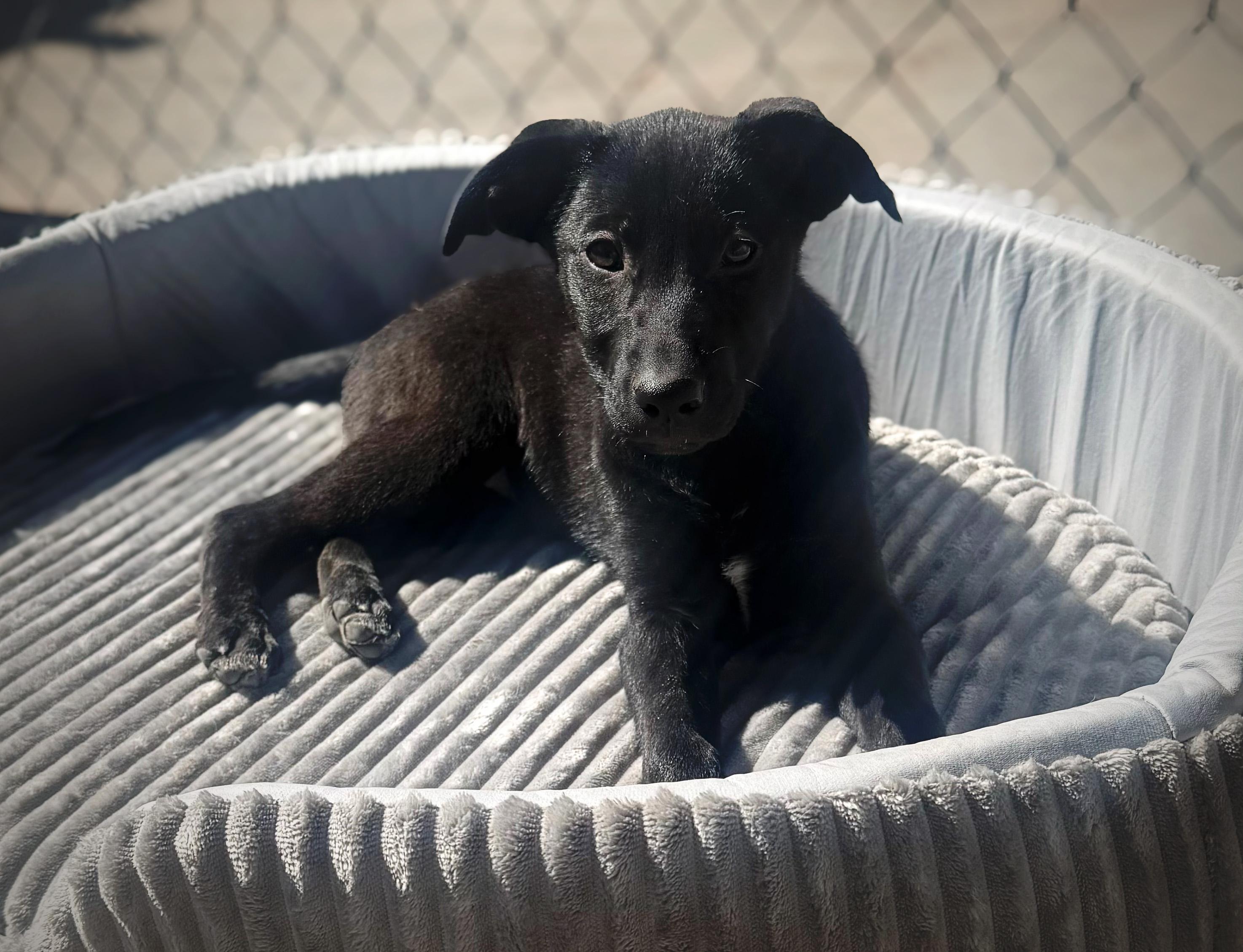 Enlarge Meadow, a ADOPTABLE mixed breed in Albuquerque, NM image 1/1