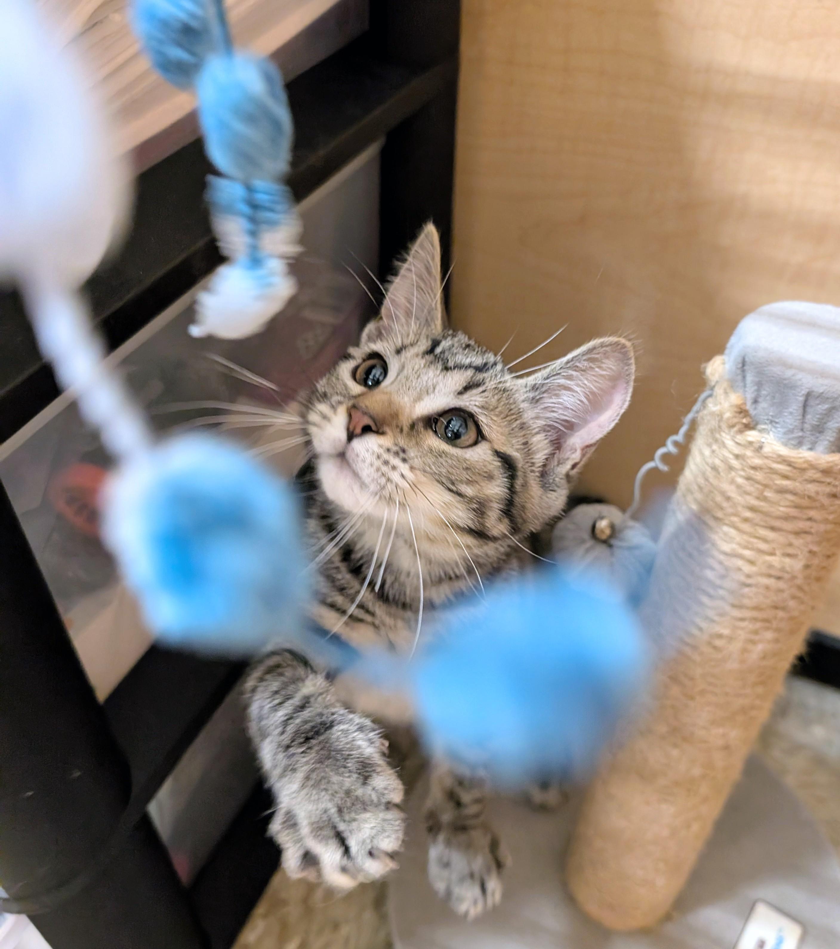 Enlarge Titania, a Adoptable mixed breed in Wytheville, VA image 2/5