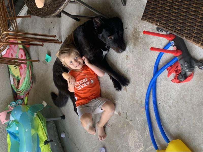 Winnie, Adoptable, Young Female Labrador Retriever & Australian Shepherd.