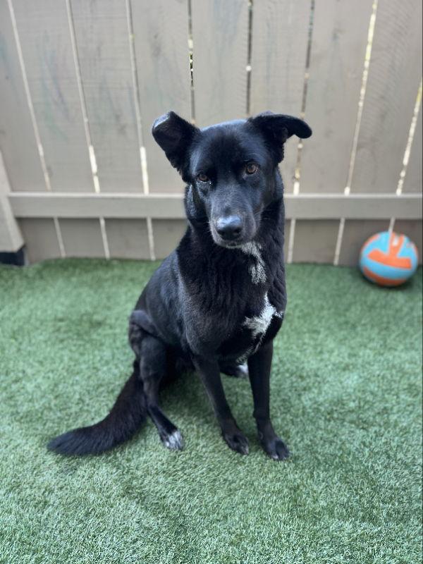 Enlarge Winnie, a Adoptable mixed breed in San Diego, CA image 2/3