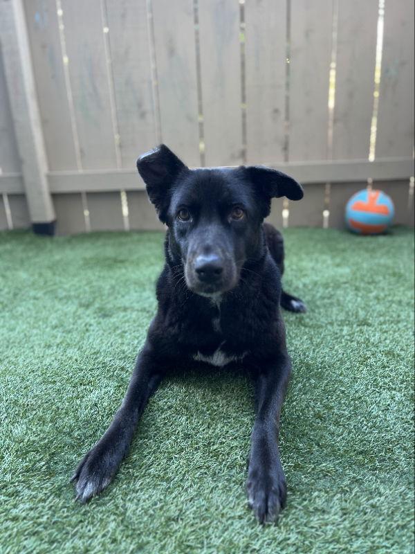 Winnie, Adoptable, Young Female Labrador Retriever & Australian Shepherd.