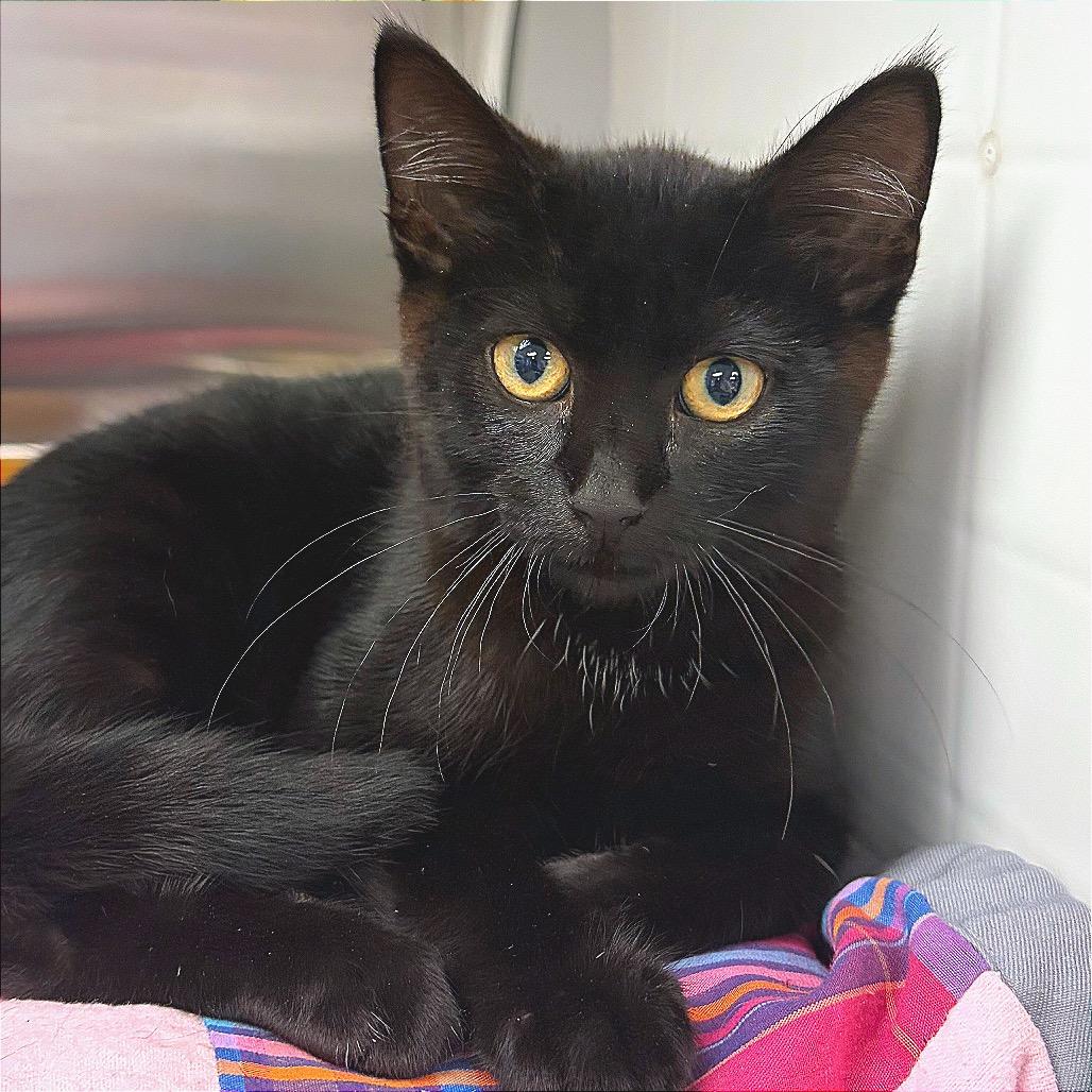 Enlarge Philly, a Adoptable Domestic Short Hair in Hannibal, MO image 1/6