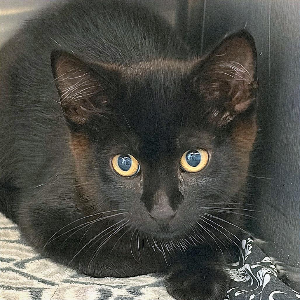 Enlarge Philly, a Adoptable Domestic Short Hair in Hannibal, MO image 2/6