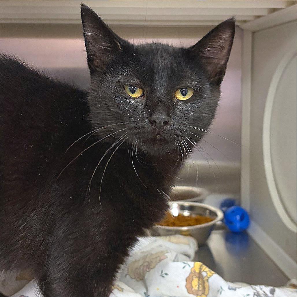 Enlarge Philly, a Adoptable Domestic Short Hair in Hannibal, MO image 3/6