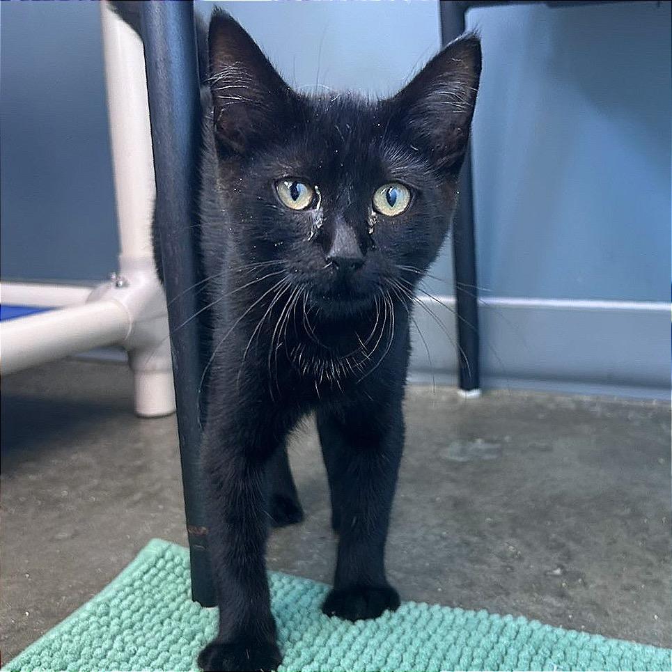 Enlarge Philly, a Adoptable Domestic Short Hair in Hannibal, MO image 4/6