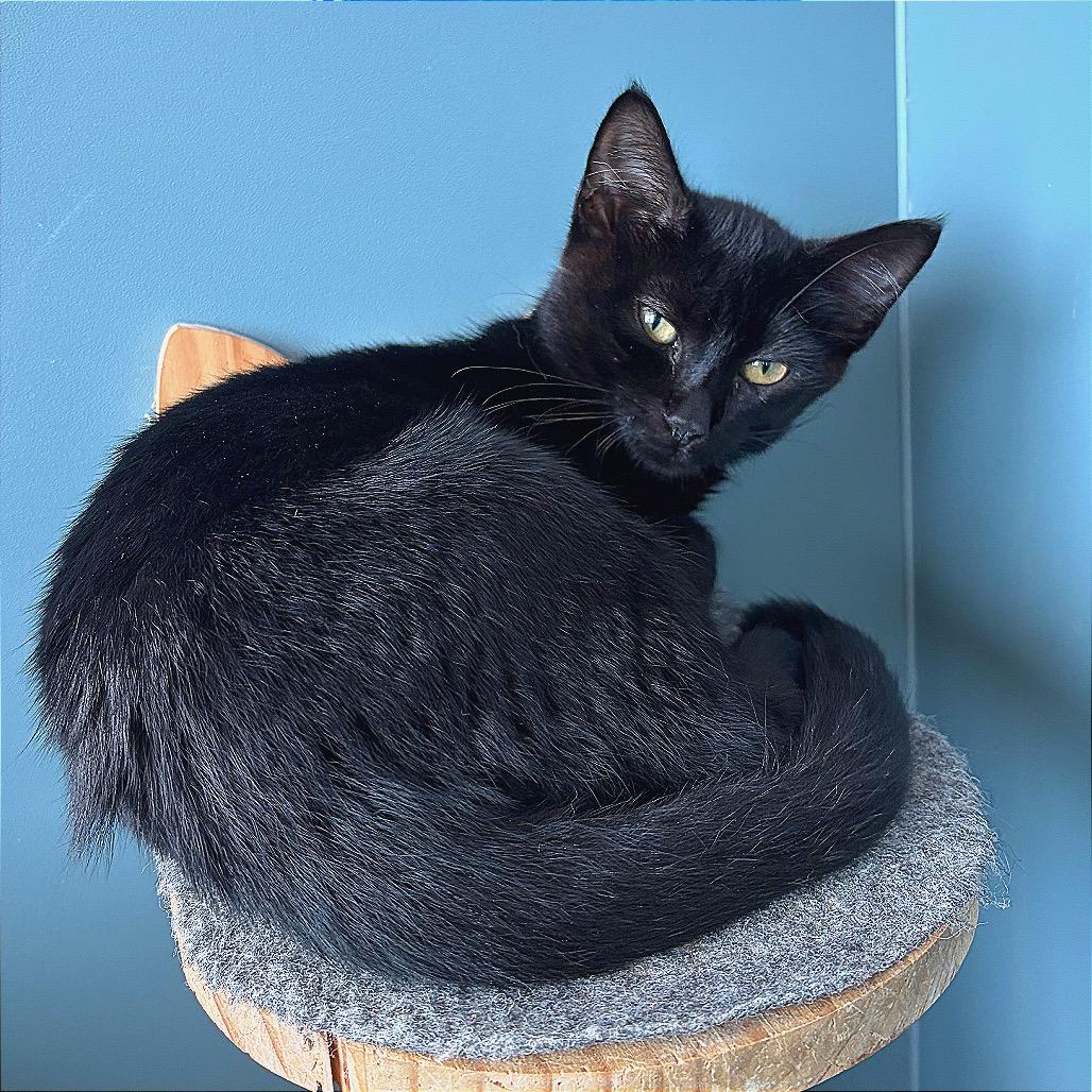 Enlarge Philly, a Adoptable Domestic Short Hair in Hannibal, MO image 5/6