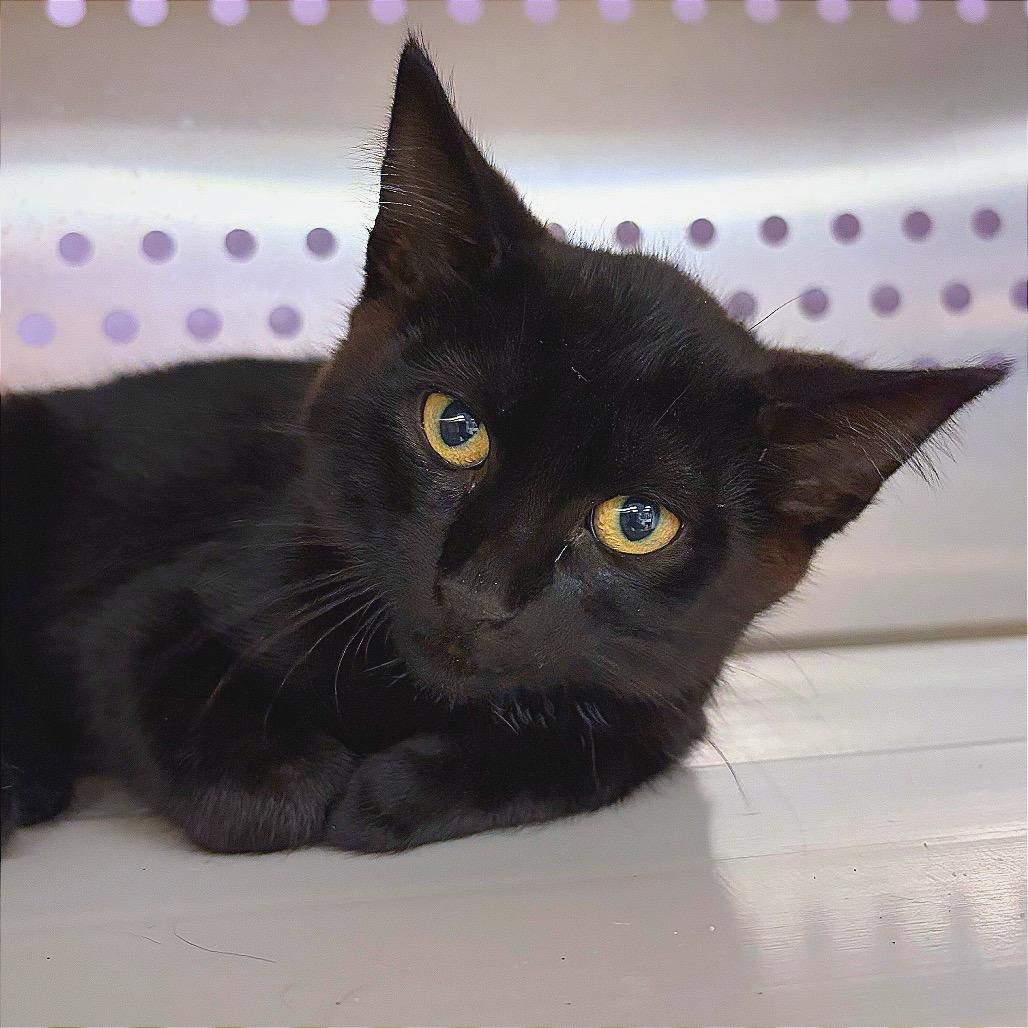Enlarge Philly, a Adoptable Domestic Short Hair in Hannibal, MO image 6/6