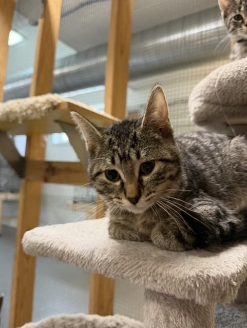 Bently, ADOPTABLE, Kitten Male Domestic Short Hair.