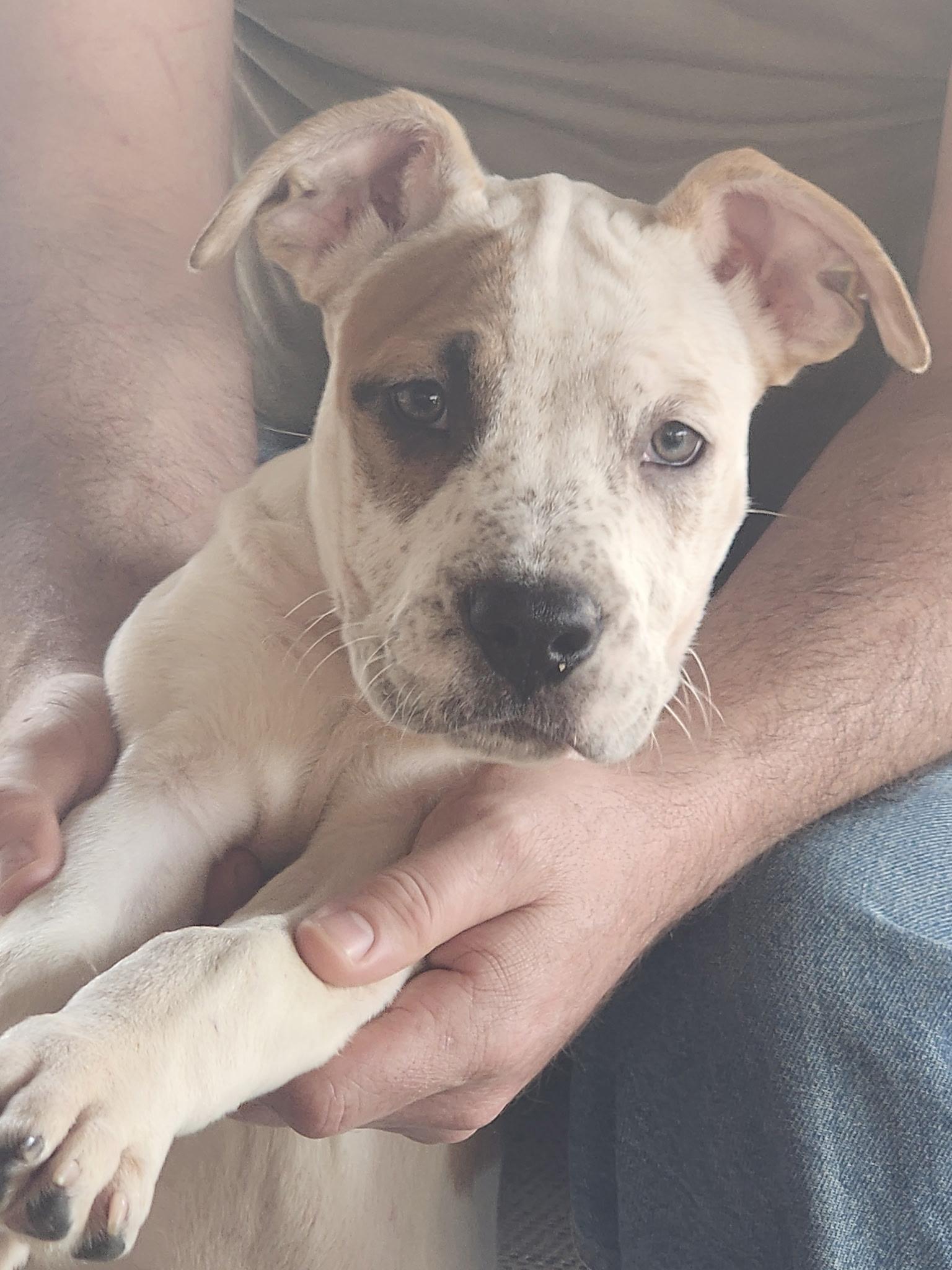 Enlarge Acura, an adoptable mixed breed in Evansville, IN image 1/1