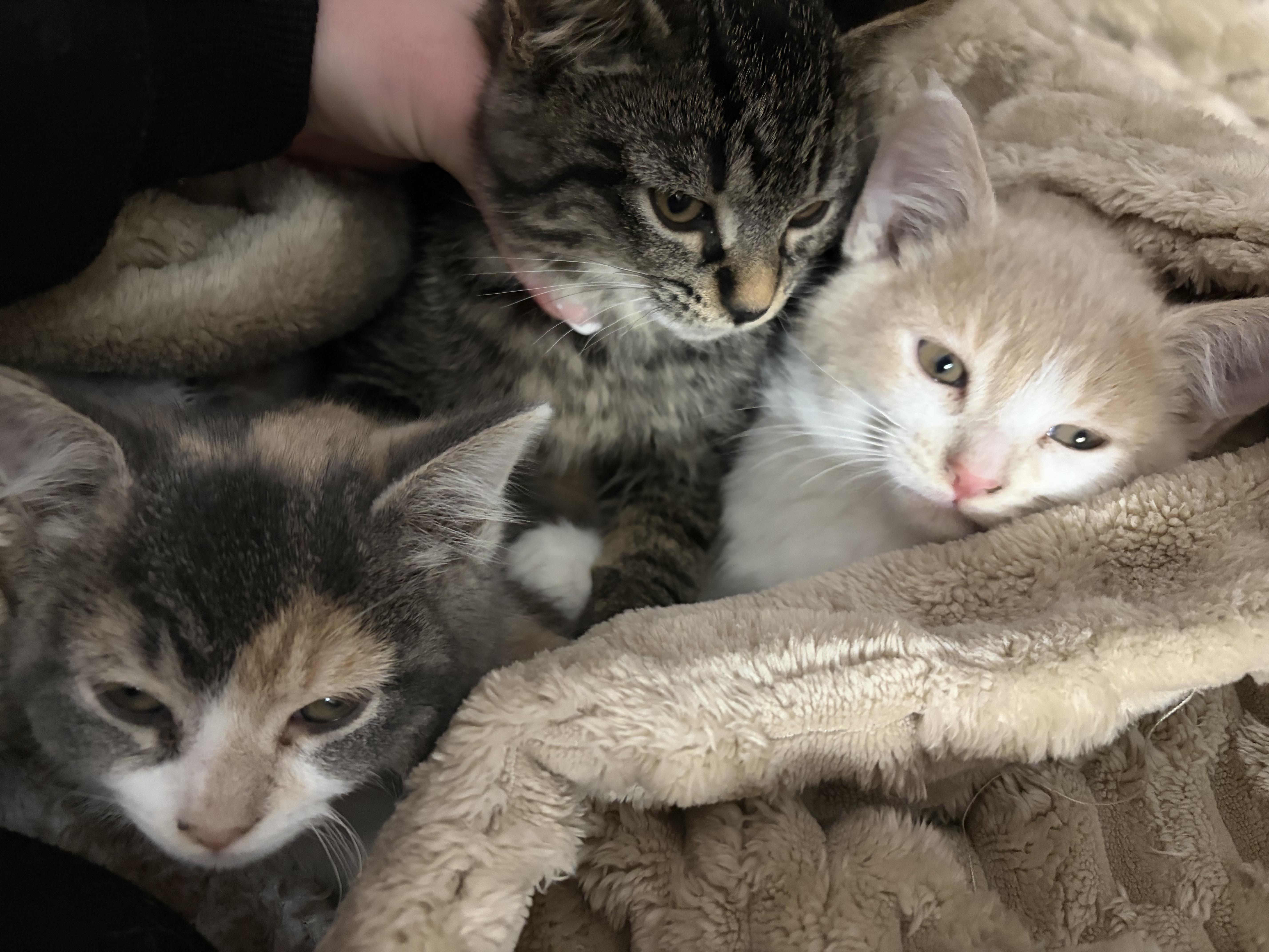 Enlarge Hershey, a Adoptable Domestic Medium Hair in White Lake, MI image 2/3
