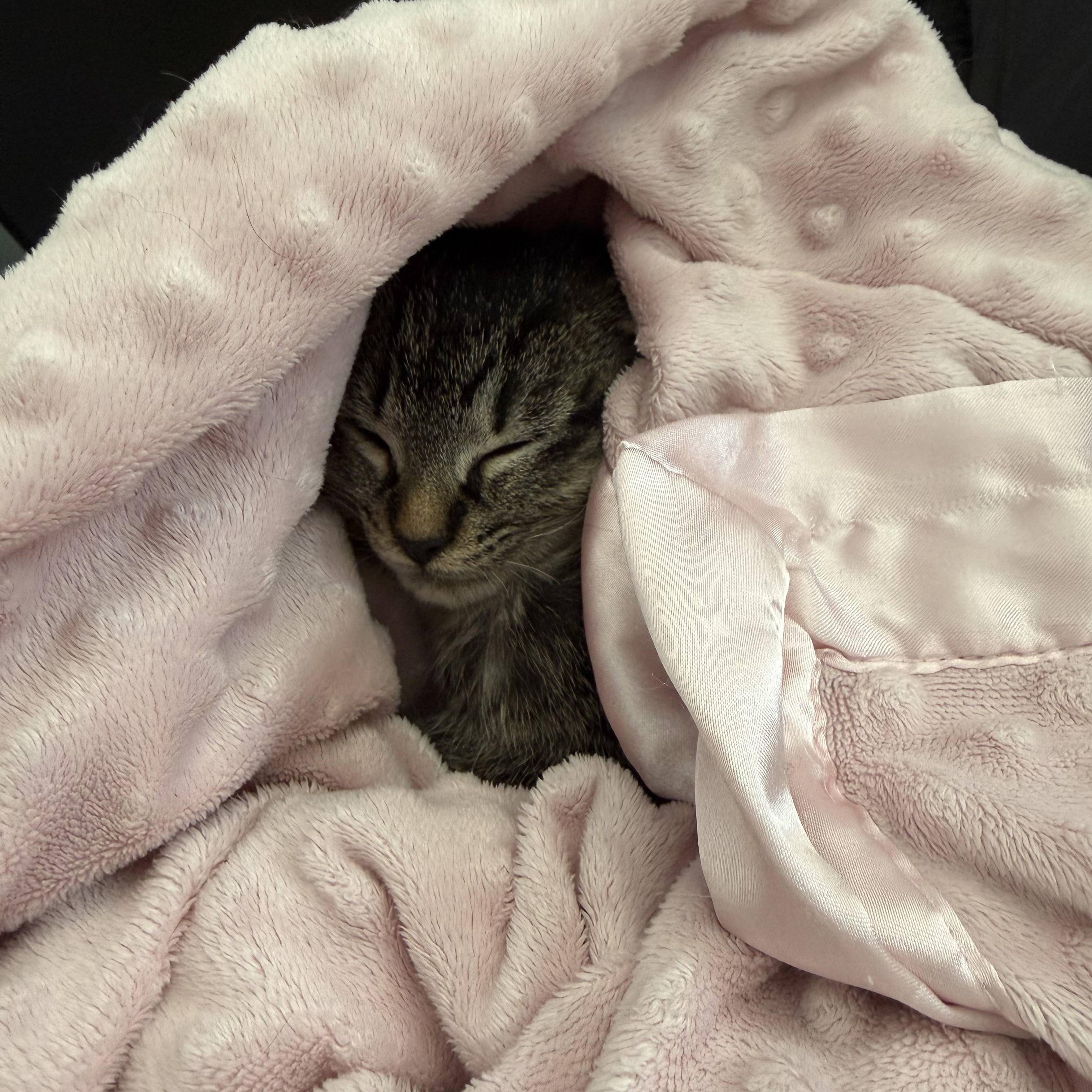 Enlarge Hershey, a Adoptable Domestic Medium Hair in White Lake, MI image 3/3