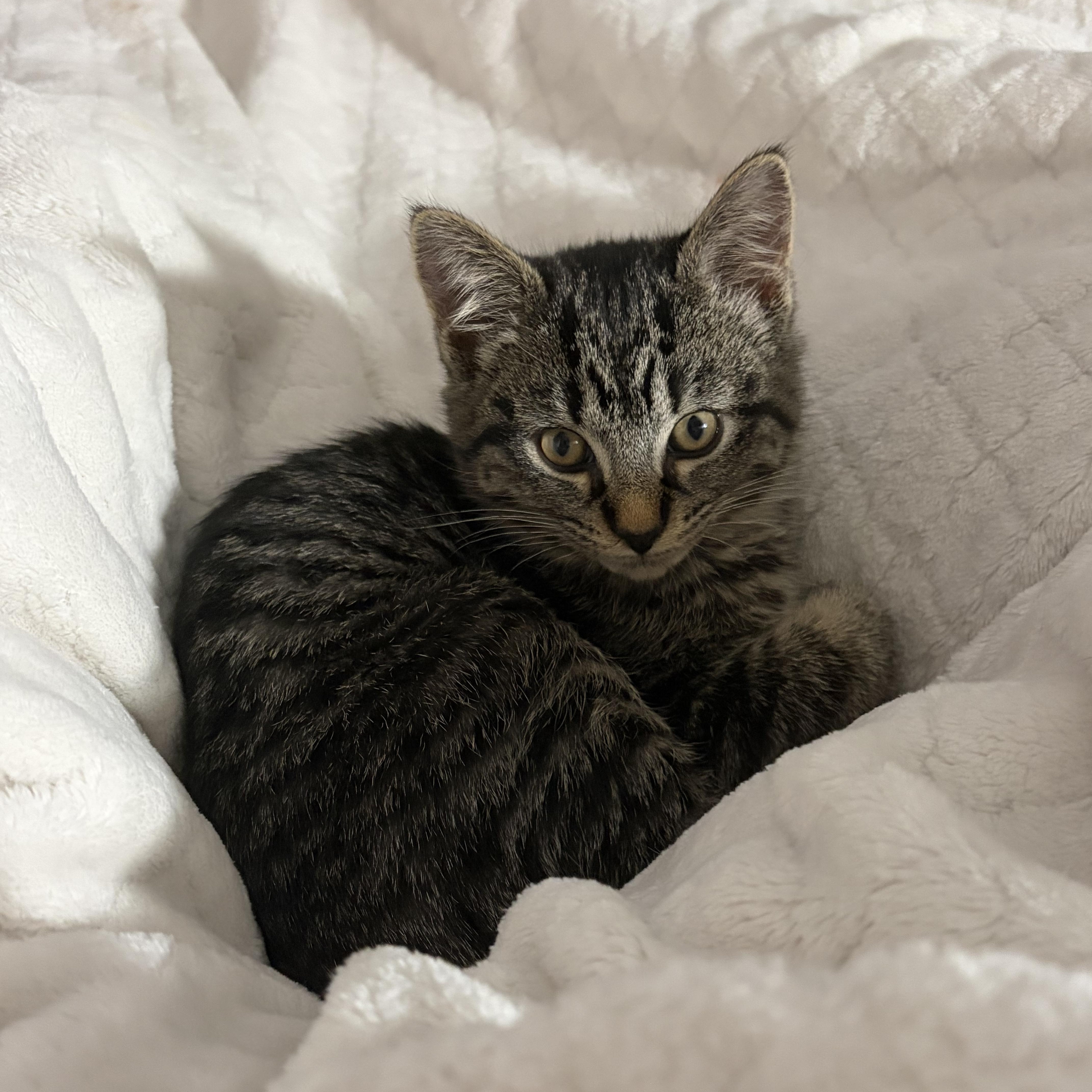 Hershey, Adoptable, Kitten Male Domestic Medium Hair.