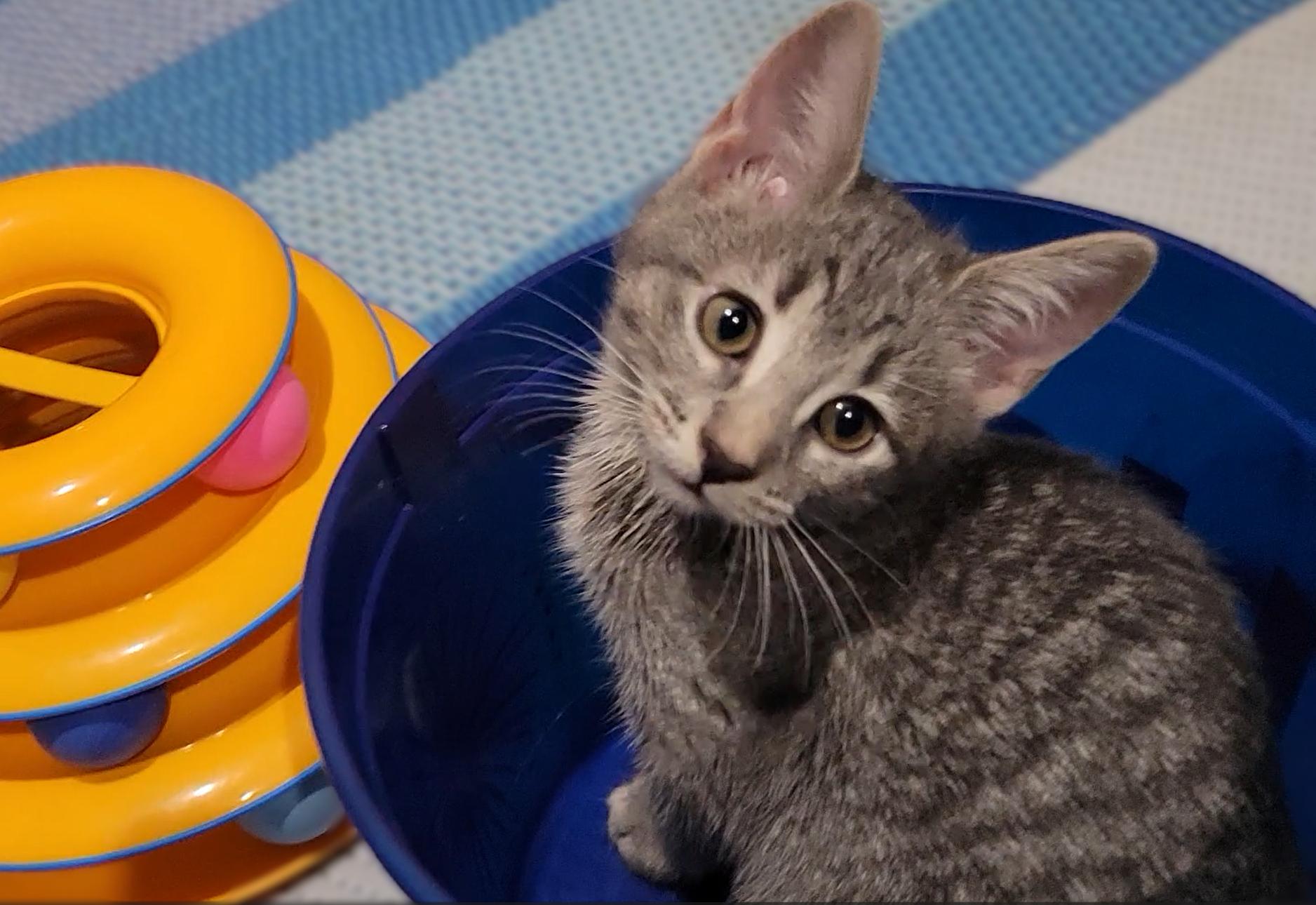 Enlarge Lainey, a Adopted Domestic Short Hair in OVERLAND PARK, KS image 4/6