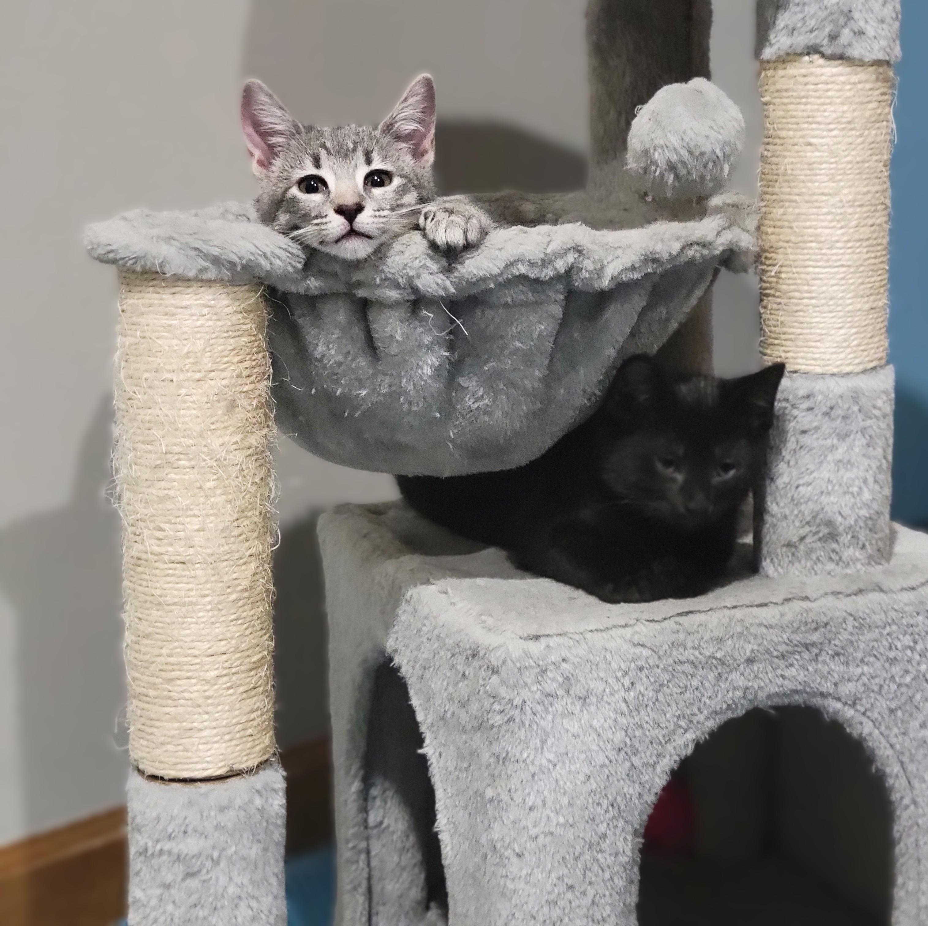 Enlarge Lainey, a Adopted Domestic Short Hair in OVERLAND PARK, KS image 2/6